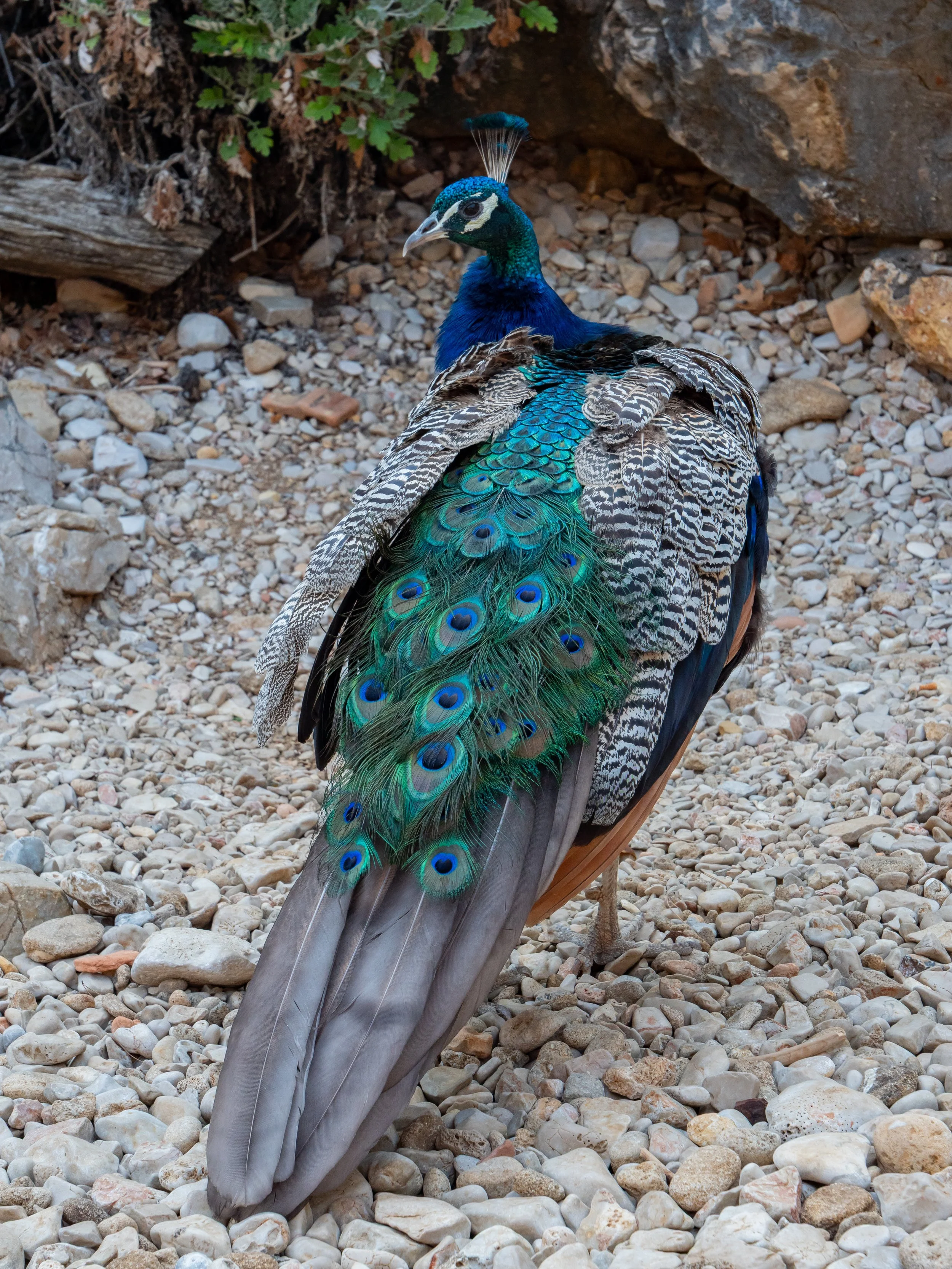 Croatia Honeymoon -311.jpg