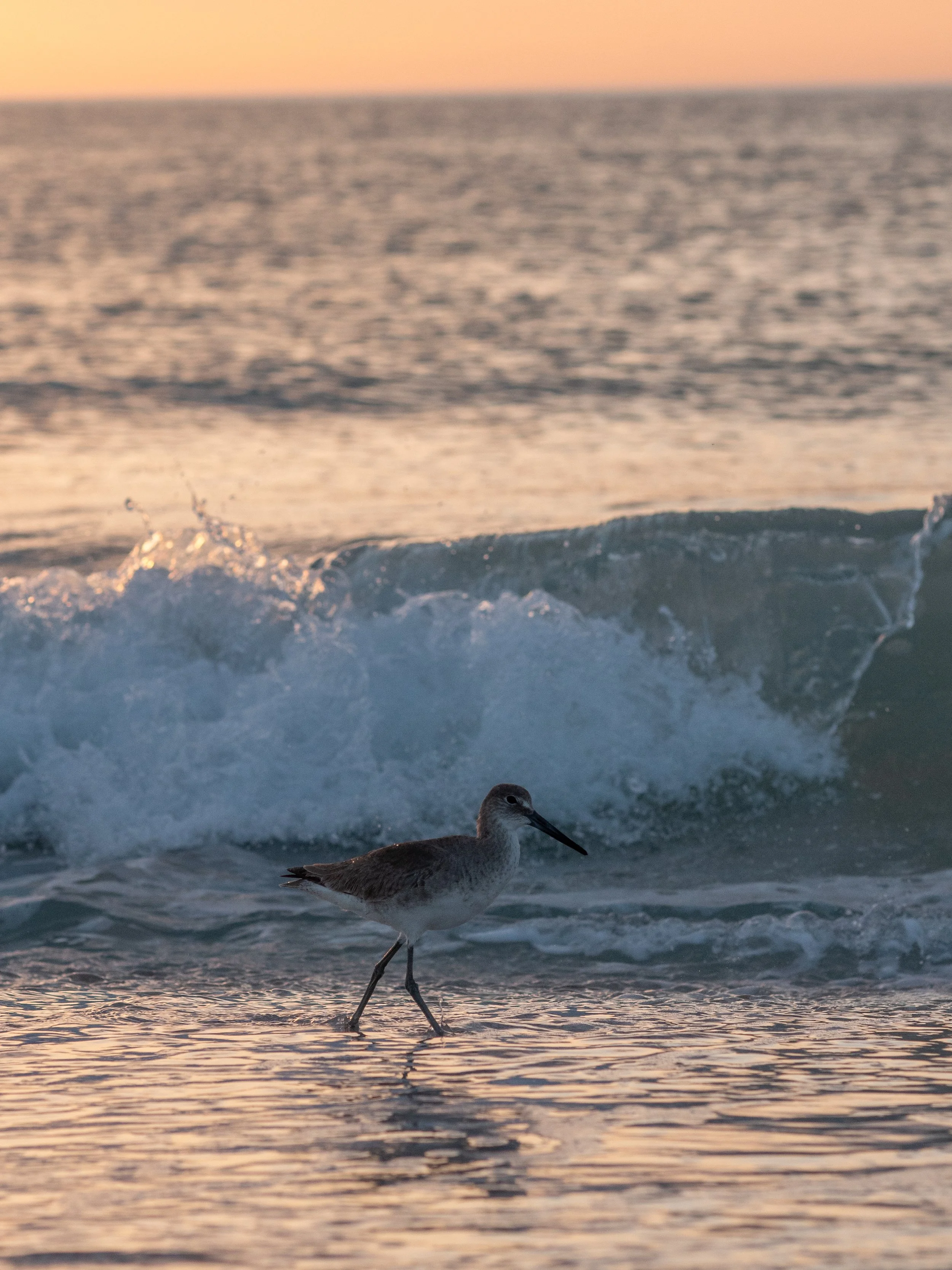 jake boca new-60.jpg