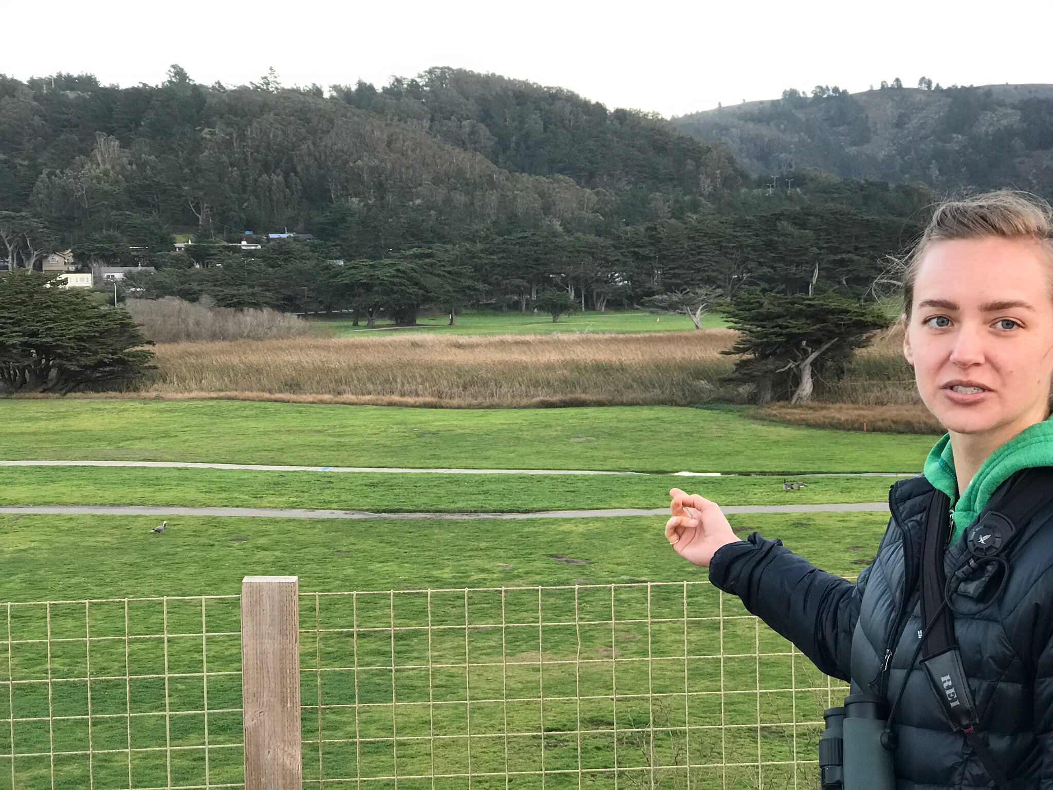 my first-ever true-life Emperor Goose!