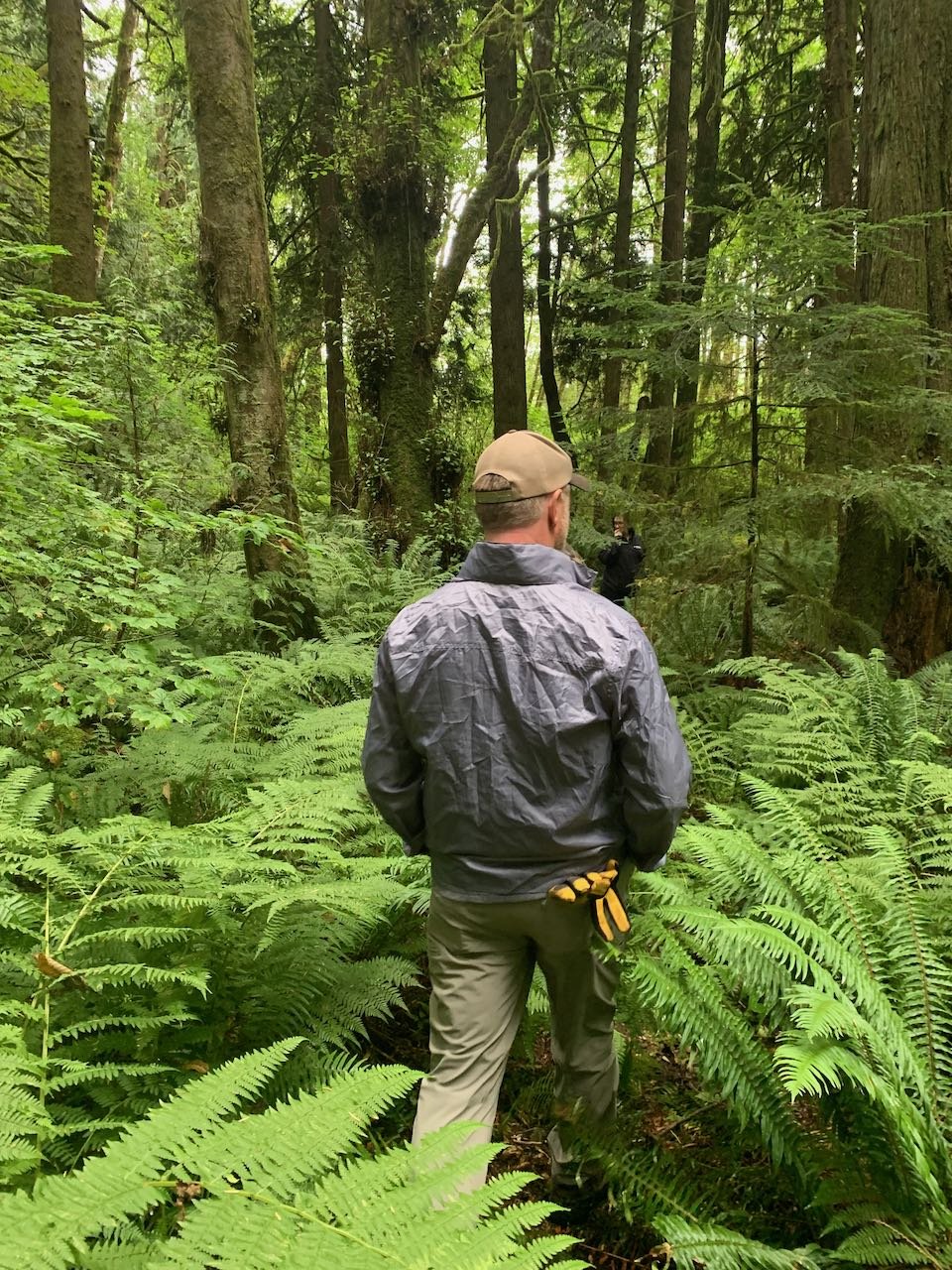 Scouting Forests and Ferns .jpeg