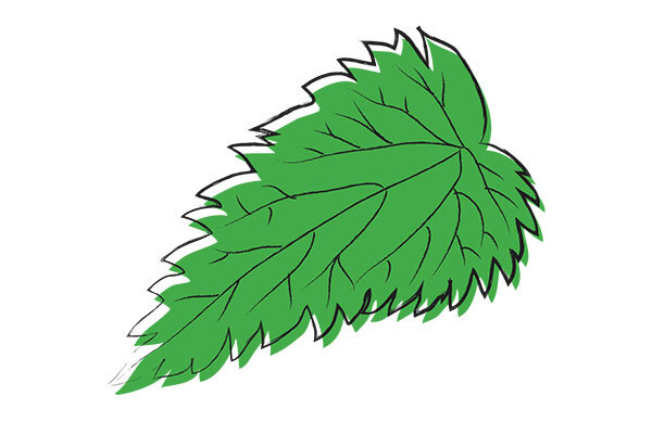 Common Stinging Nettle