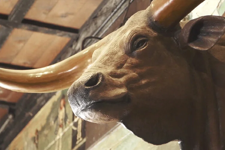 The Bull