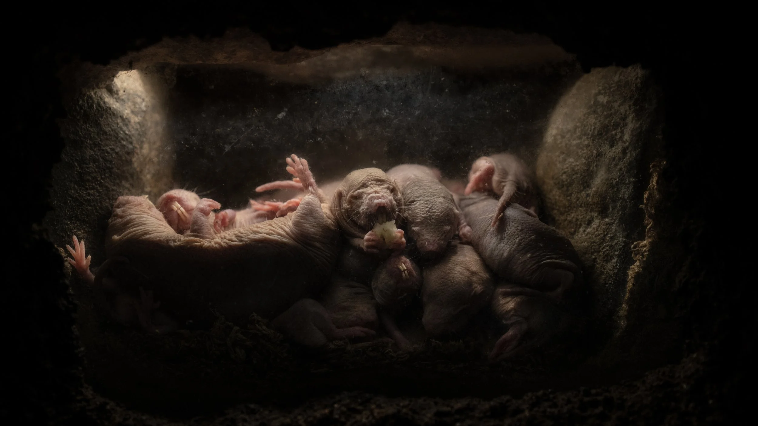 Naked Mole Rats #6