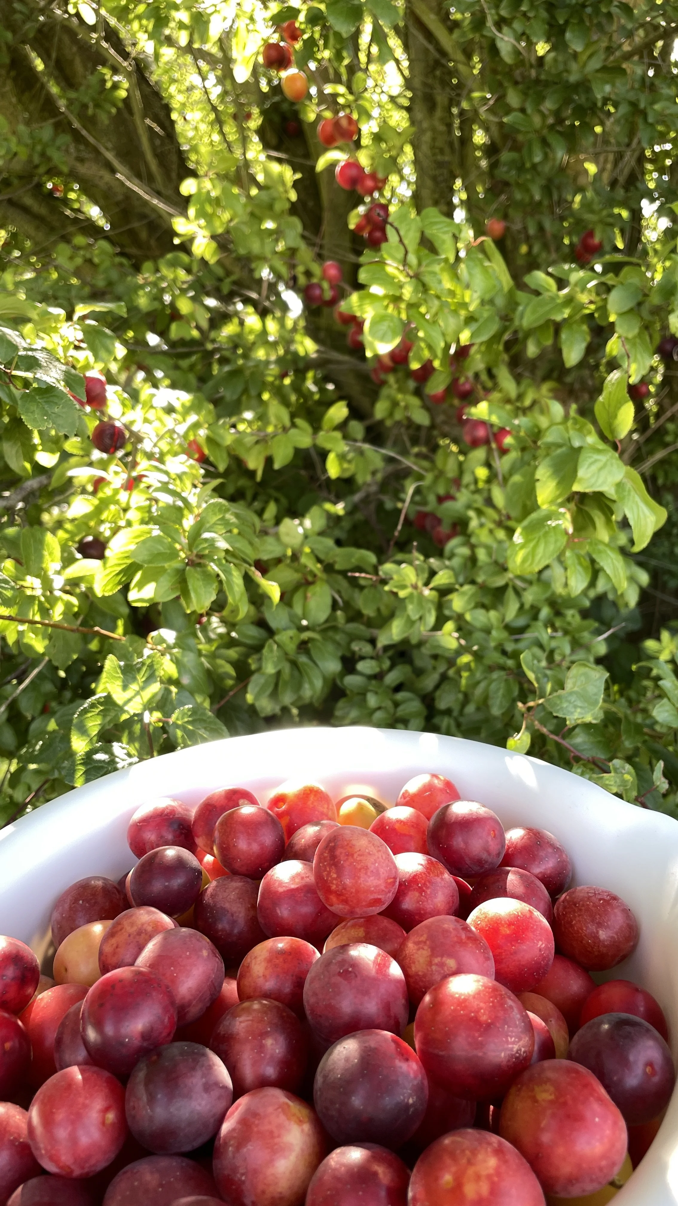 plums 7.jpg
