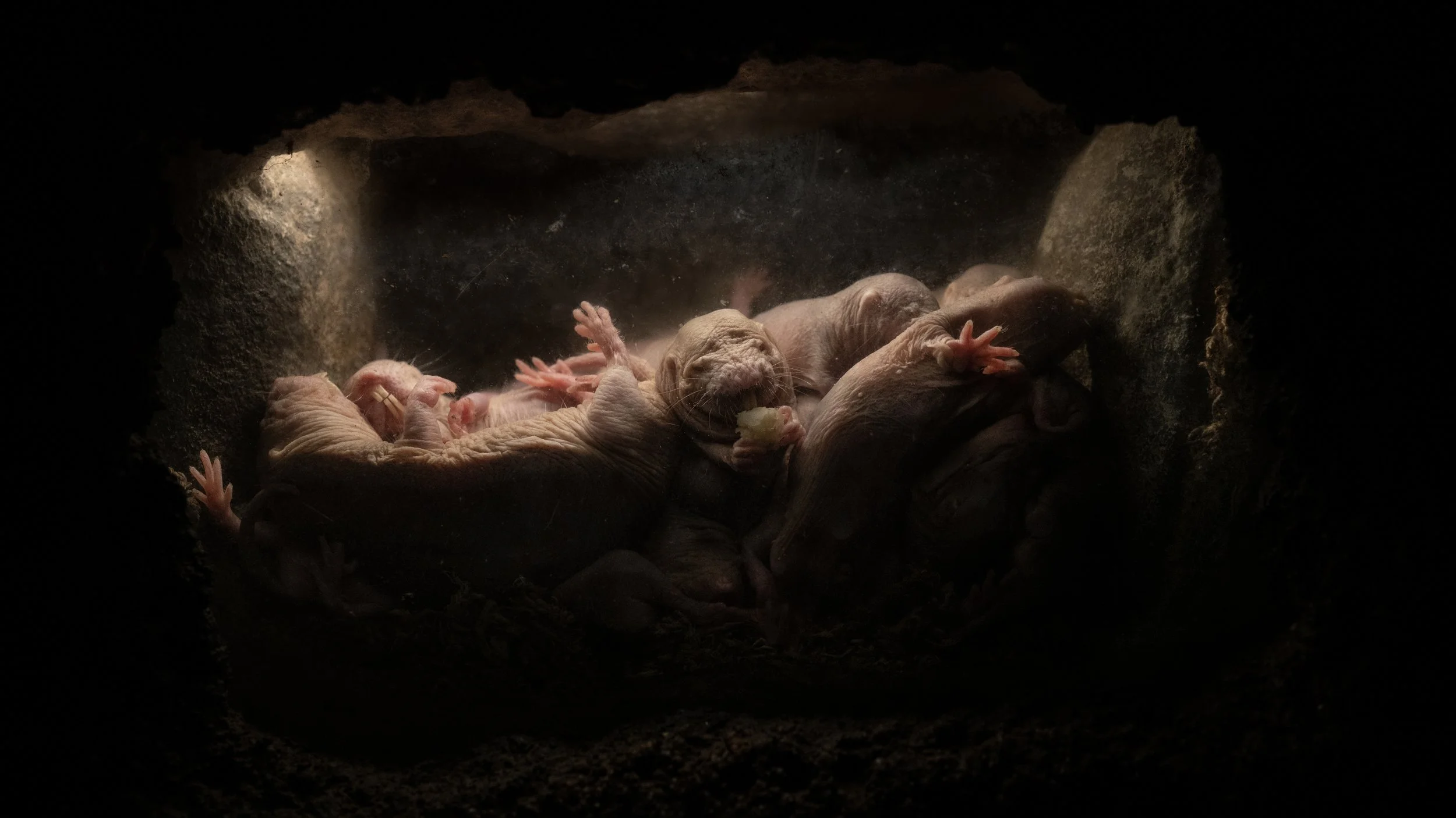 Naked Mole Rats #7