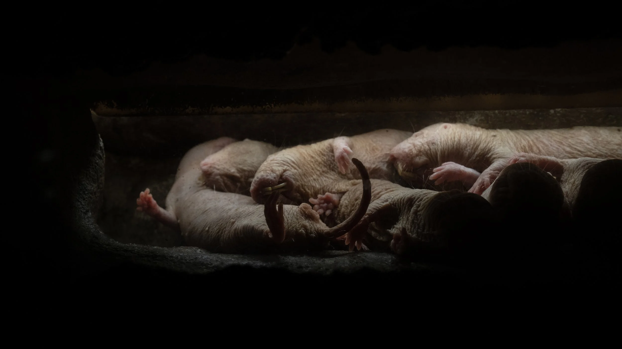 Naked Mole Rats #8