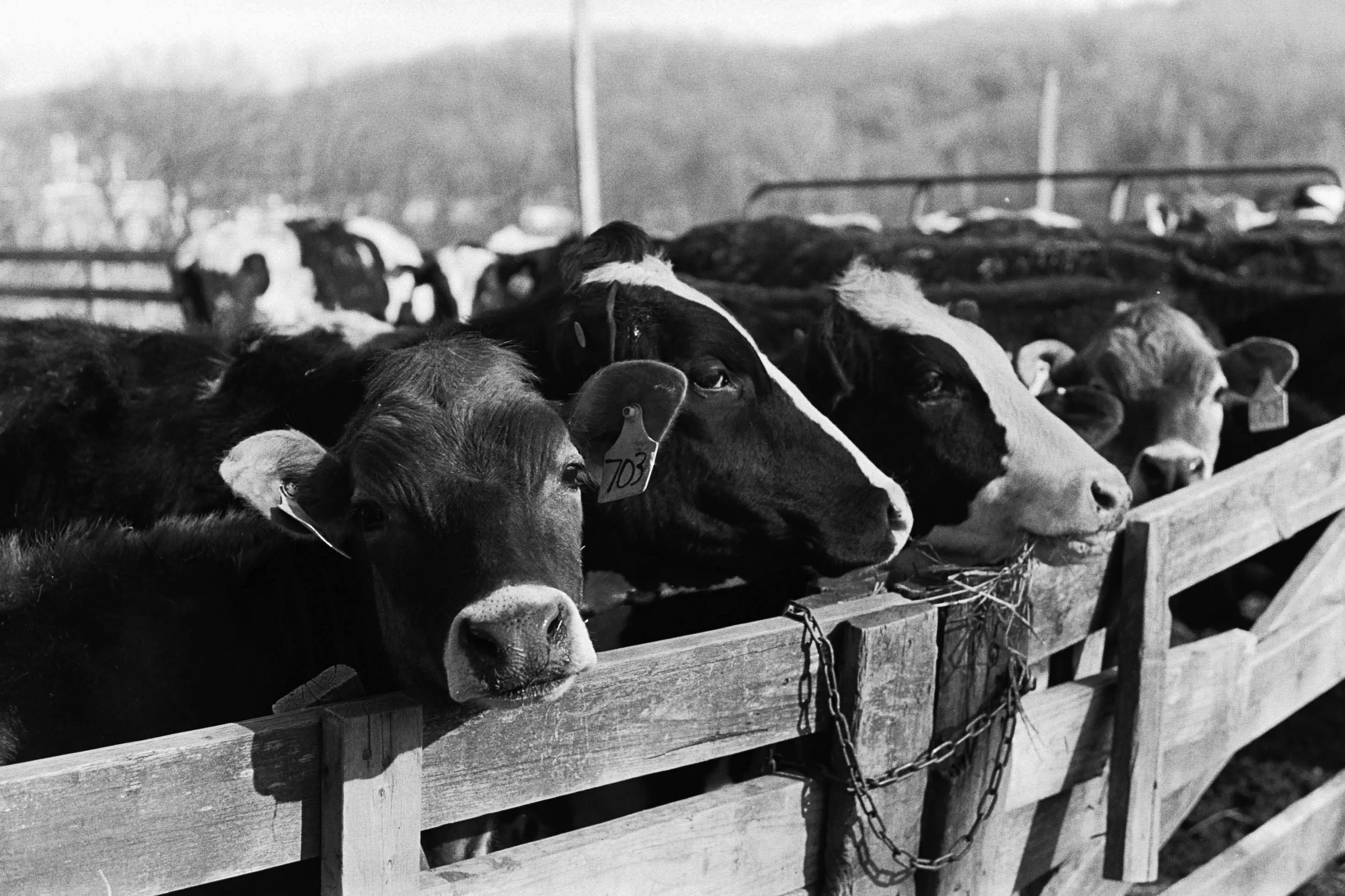 Black and White Film Photography