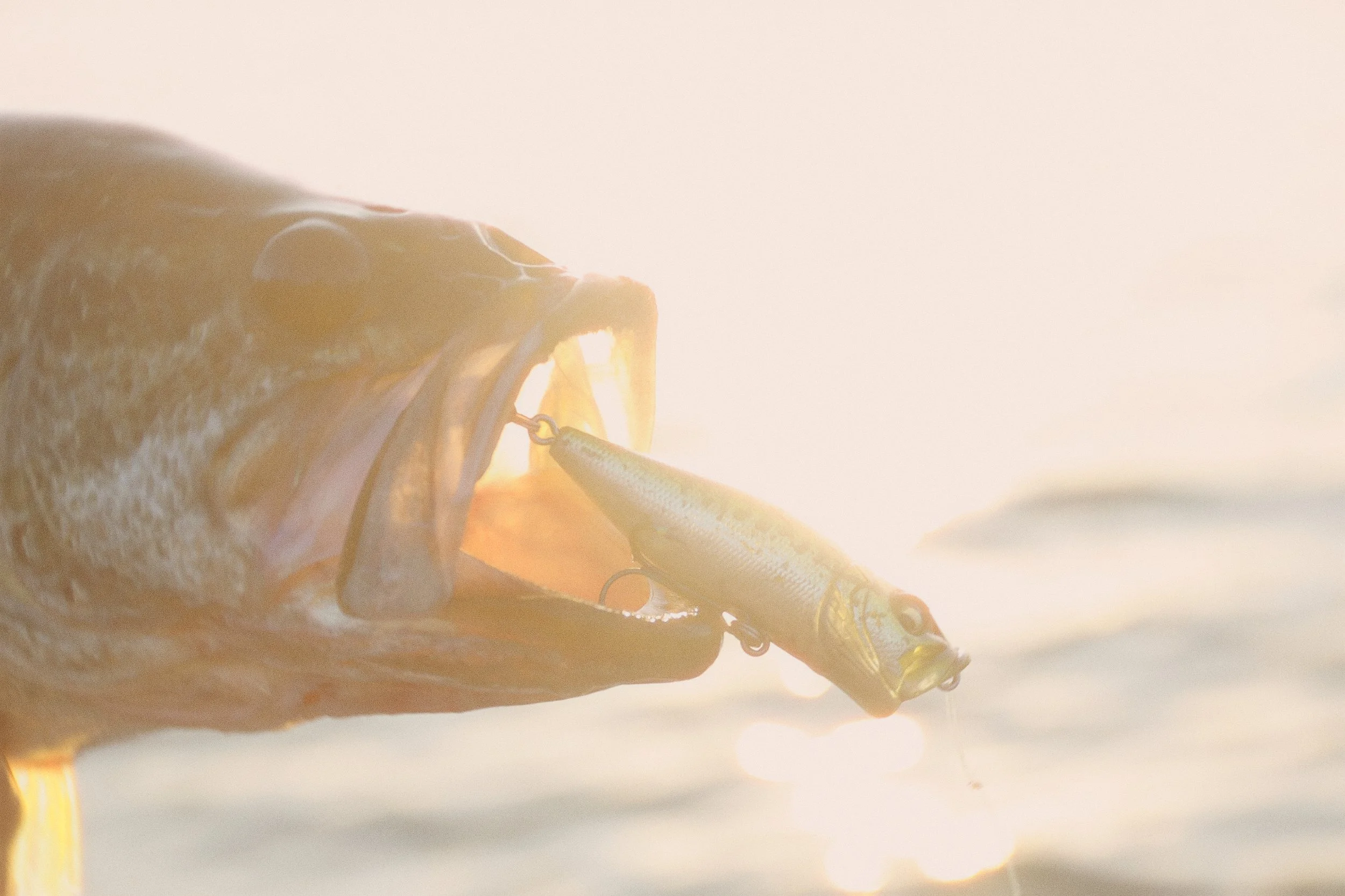 Lake Murray bass fishing guide San Diego. A largemouth bass with a fishing lure in its mouth, held near the water's surface during sunset.