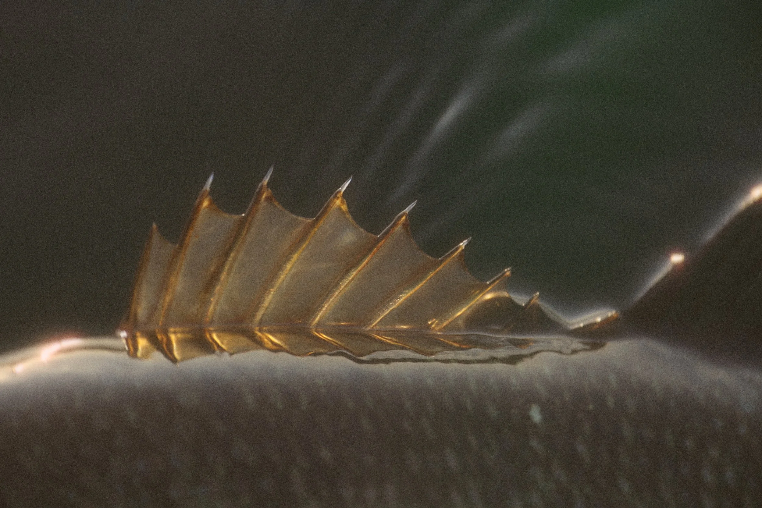 Lake Murray bass fishing guide San Diego. Close-up of a gold leaf resting on a dark textured surface with a blurred dark background.