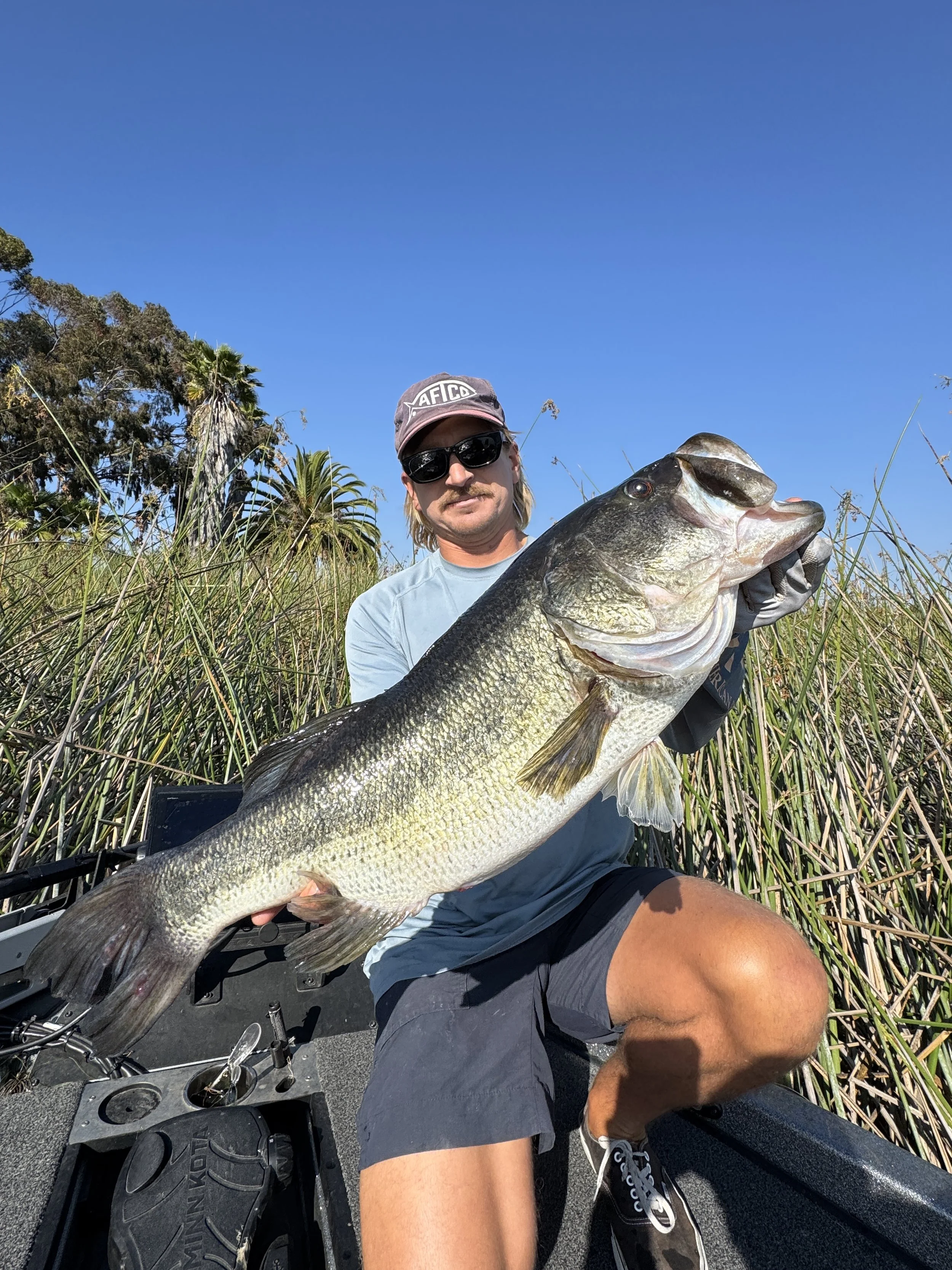 Lake Miramar bass fishing guide in San Diego. A man in sunglasses and a cap holding a large fish, likely a largemouth bass, on a boat with a grassy area and trees in the background under a clear blue sky.
