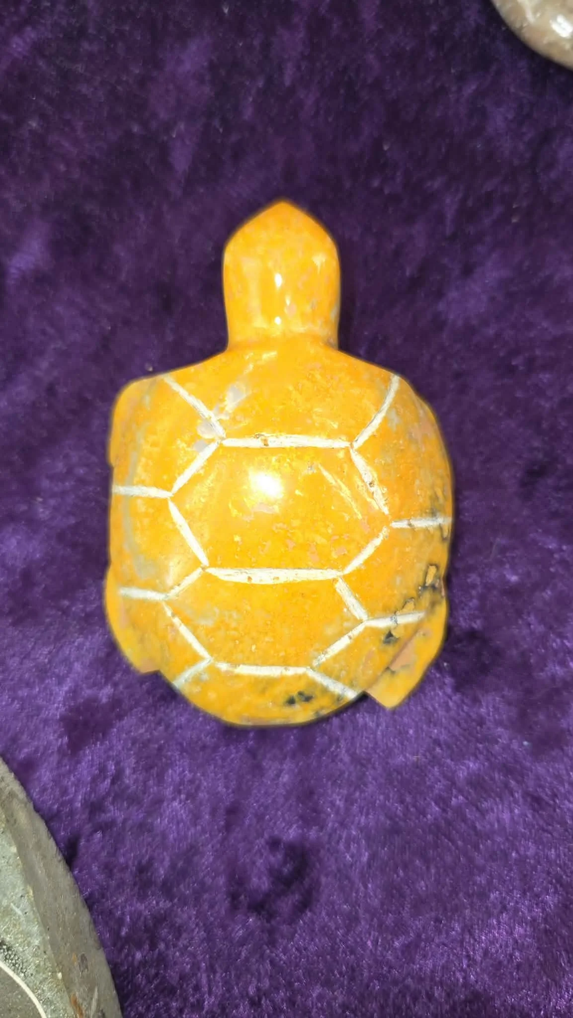 bb turtle.jpg