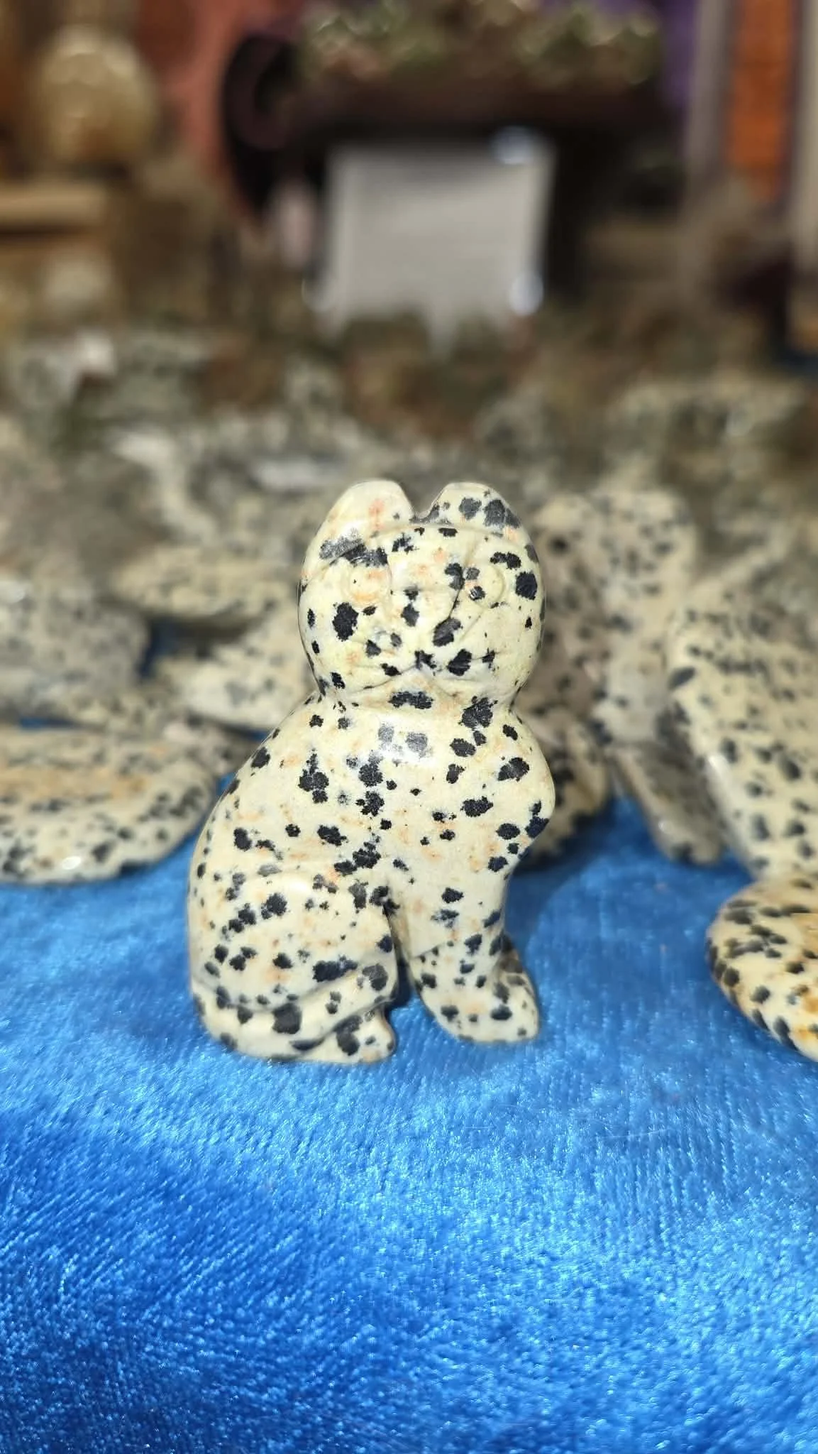 Dalmatian Cat.jpg