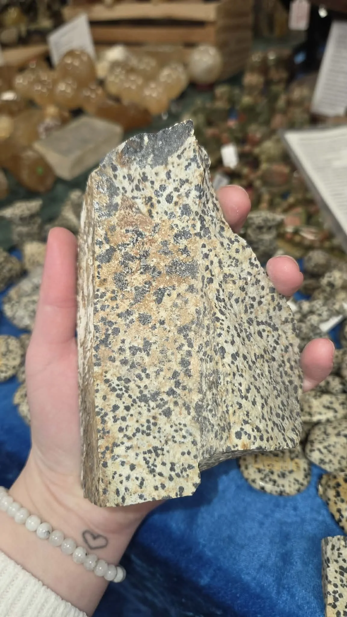 Dalmatian Rough 50.jpg