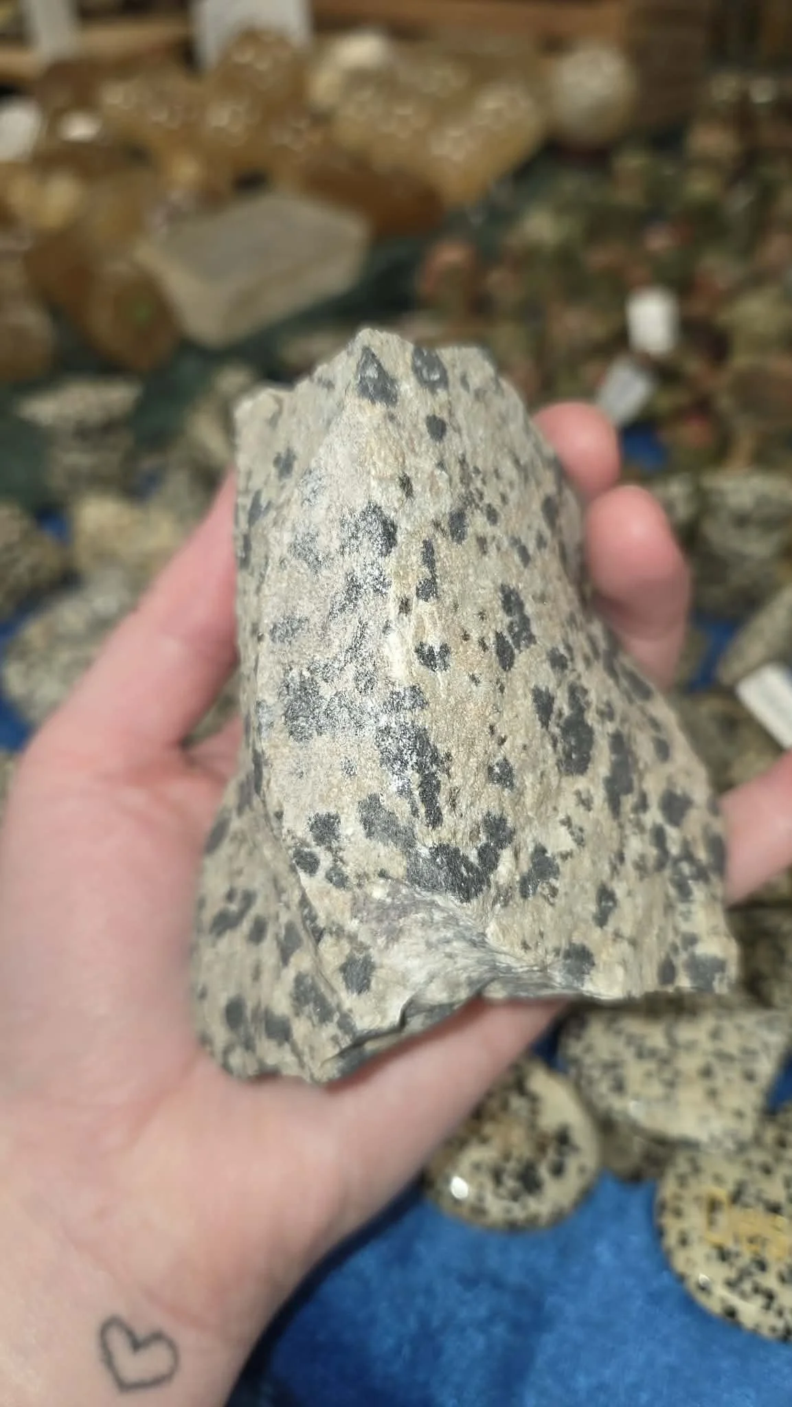 Dalmatian Rough 30.jpg