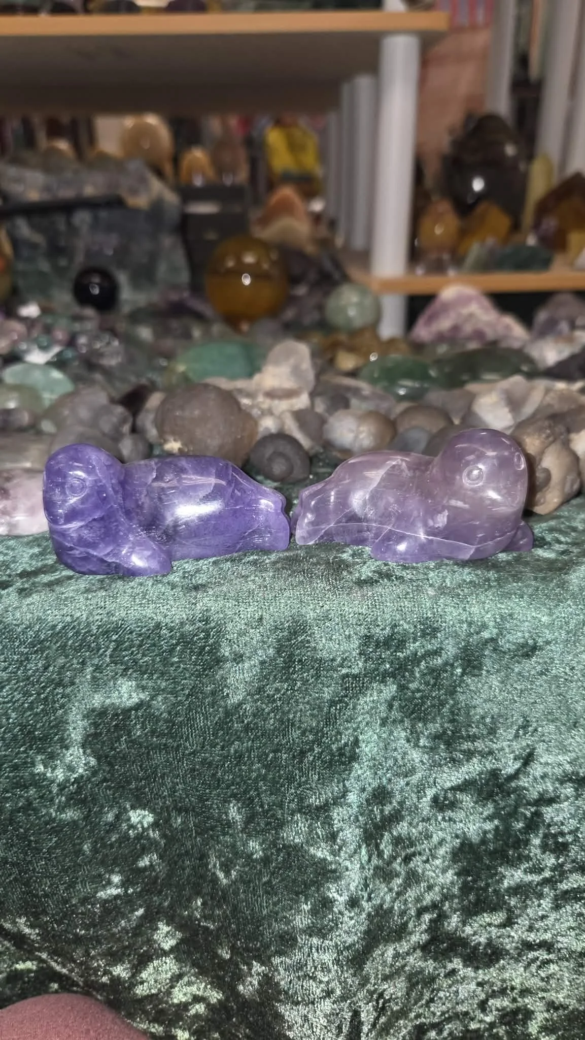 fluorite sea lions 40.jpg
