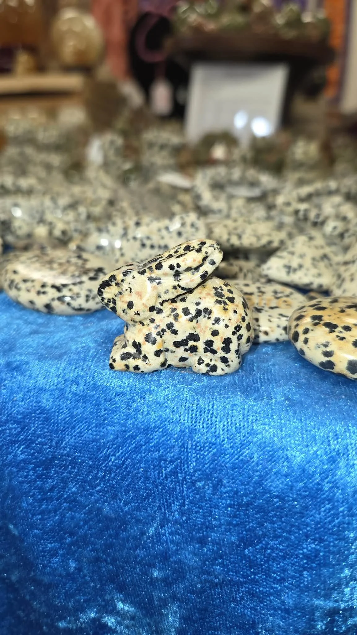 Dalmatian Bunny 15.jpg