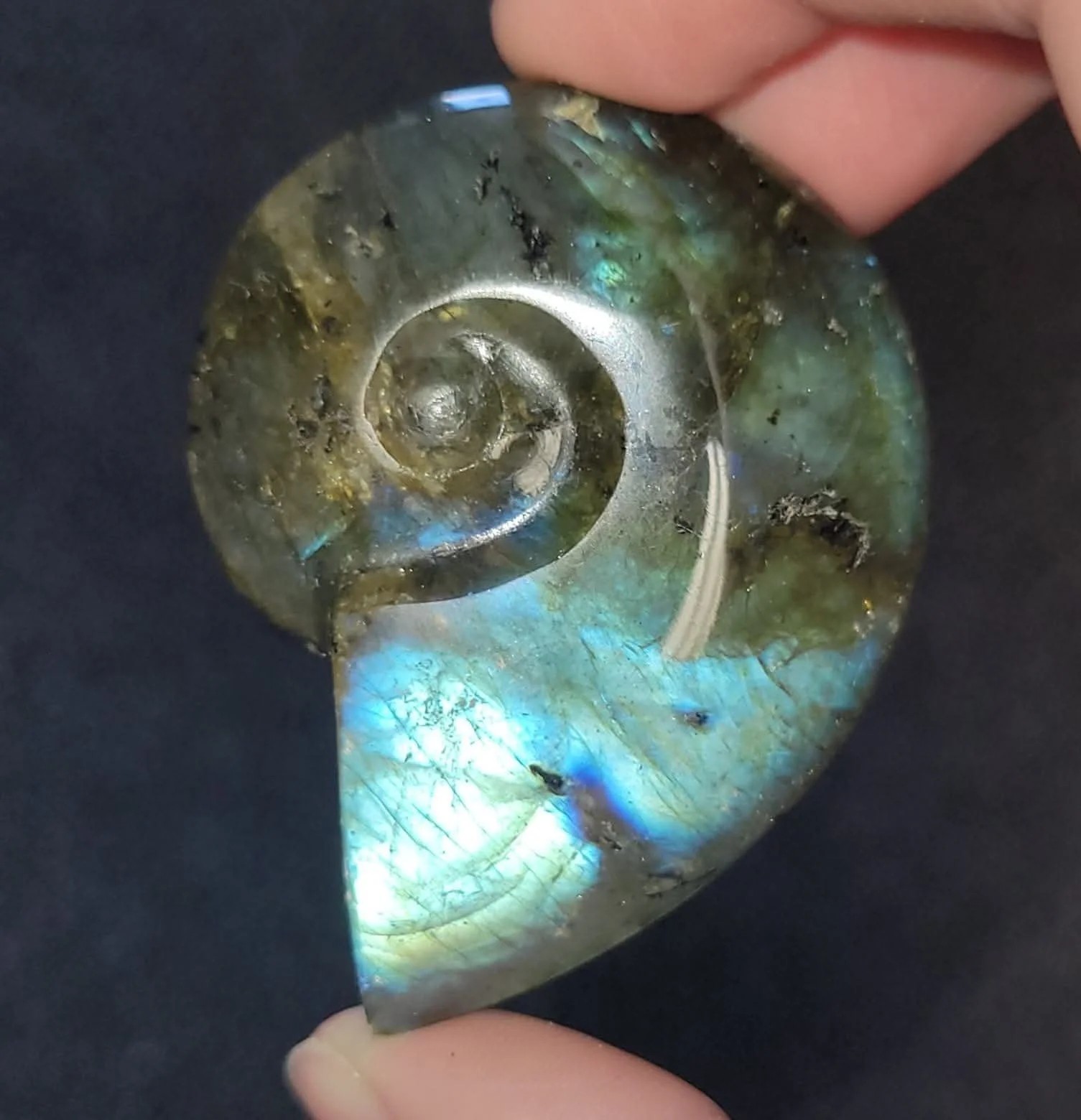 ammonite 30.jpg