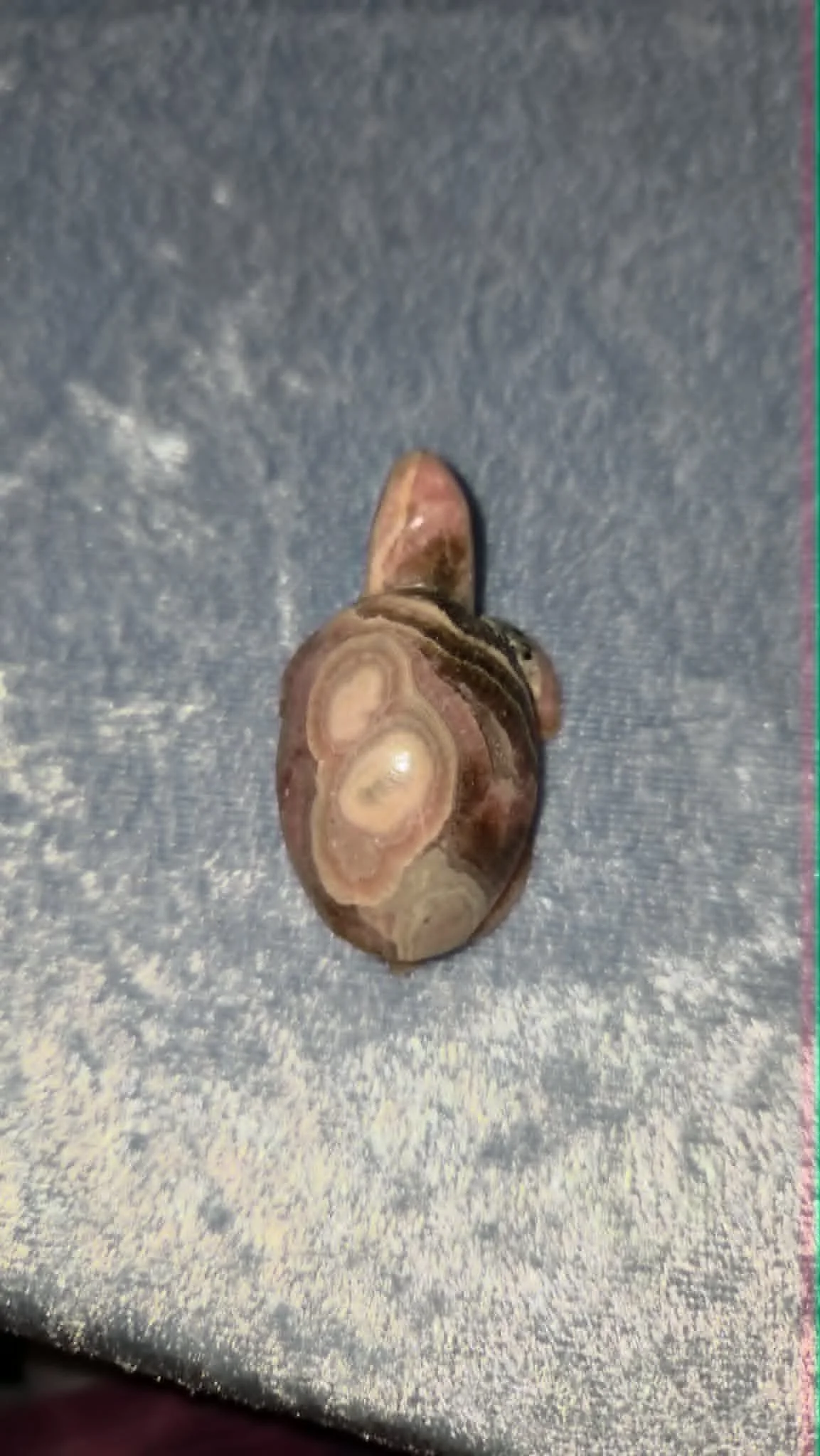 Rhodochrosite Turtle