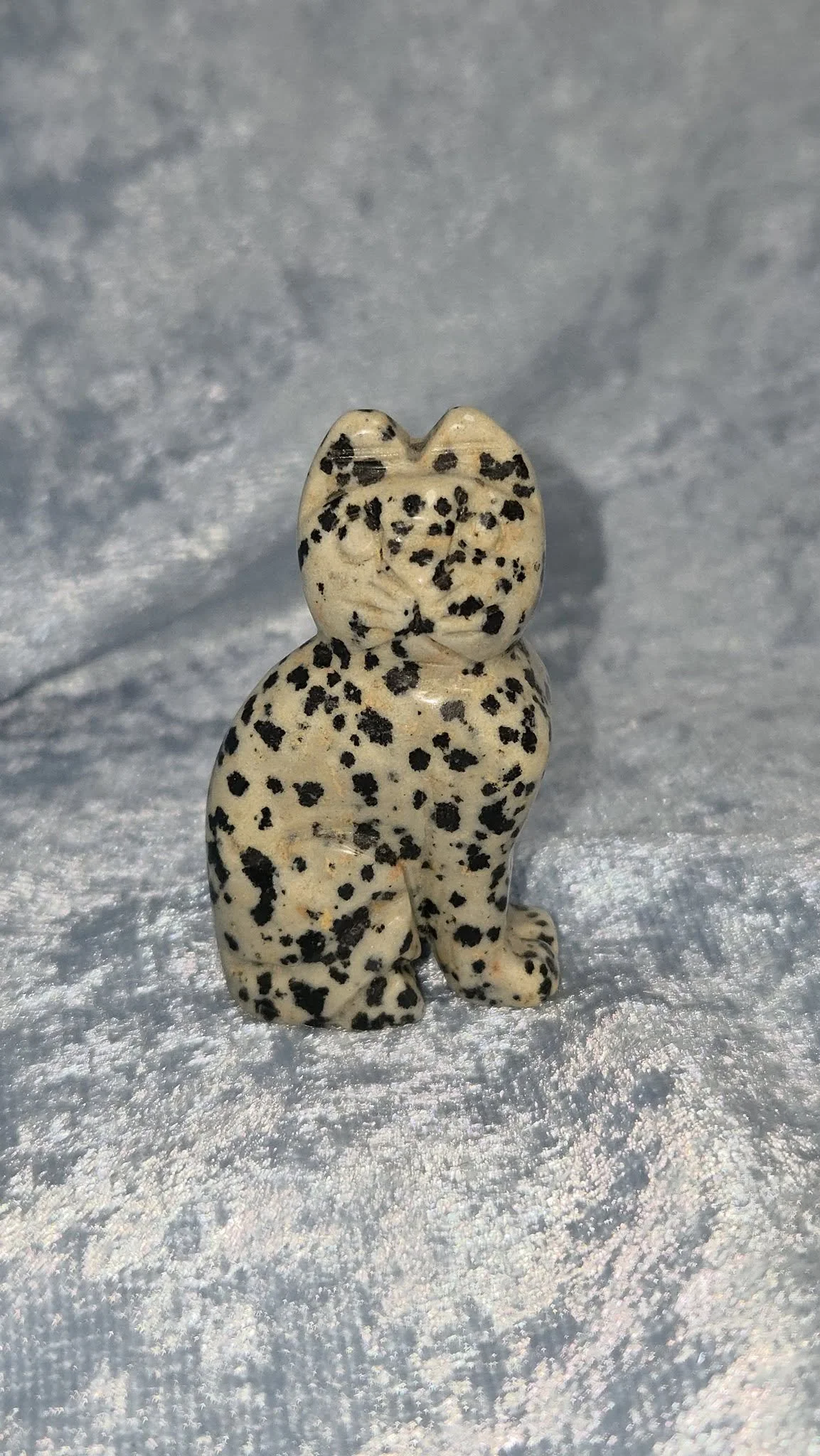 Dalmatian cat 20.jpg