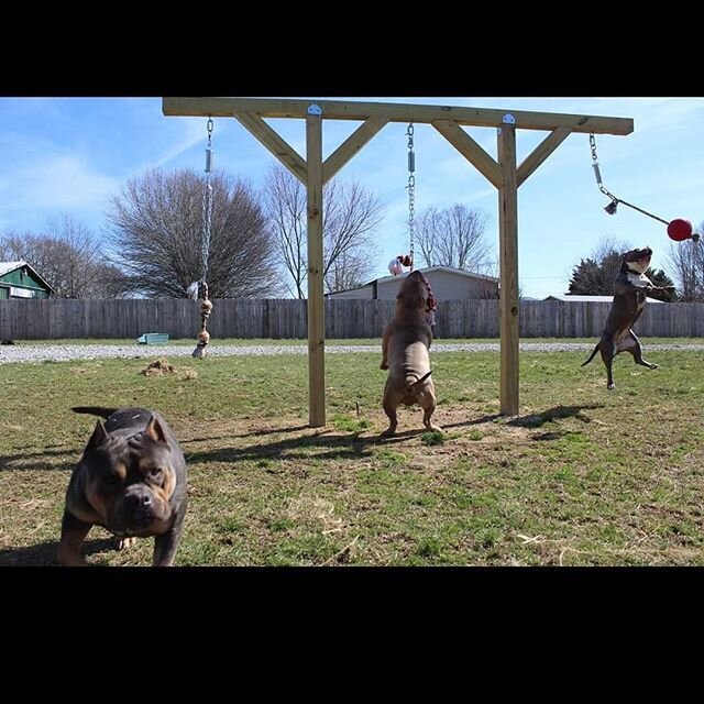 Active day here at TriStar Bullyz. New content and WEBSITE this week! Stay tuned... #tristarbullyz #theabkc #americanbully #dogs #Produced #pocketbully #dax #ukc #puppies #tennessee #bullybreed #bulliesofinsta #dontbullymybreed #breakingout #tennesse