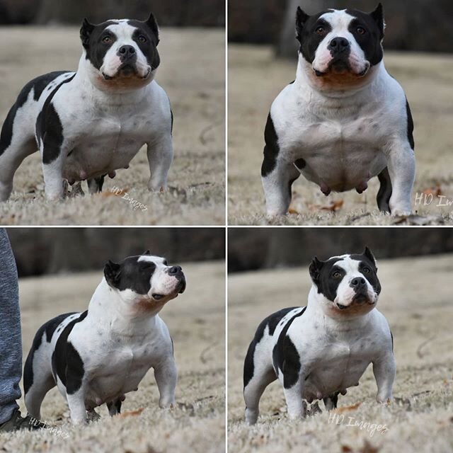 How about another 🔥🔥🔥 female!? Let's see them shemales.🤔💪♀️ We goin down the list👇📃👌#Produced #pocketbully #tristarbullyz #theabkc #americanbully #dogs 
Tristar Bullyz Cruella Deville
Riddick x Cali

Photo cred Hannah Dawson and Devin Dawson