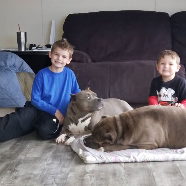Had some lil buddies stop by to hang out or on Blu. 😉😉. He just enjoys everone👏❤️🧡💛. Thanks to Joshua Shrum for bringing the kiddos by👍🏻👍🏻. He will be picking up his Dabs x Cruella boy tomorrow. Tristar Bullyz Tennessee Tuxedo is headed to a