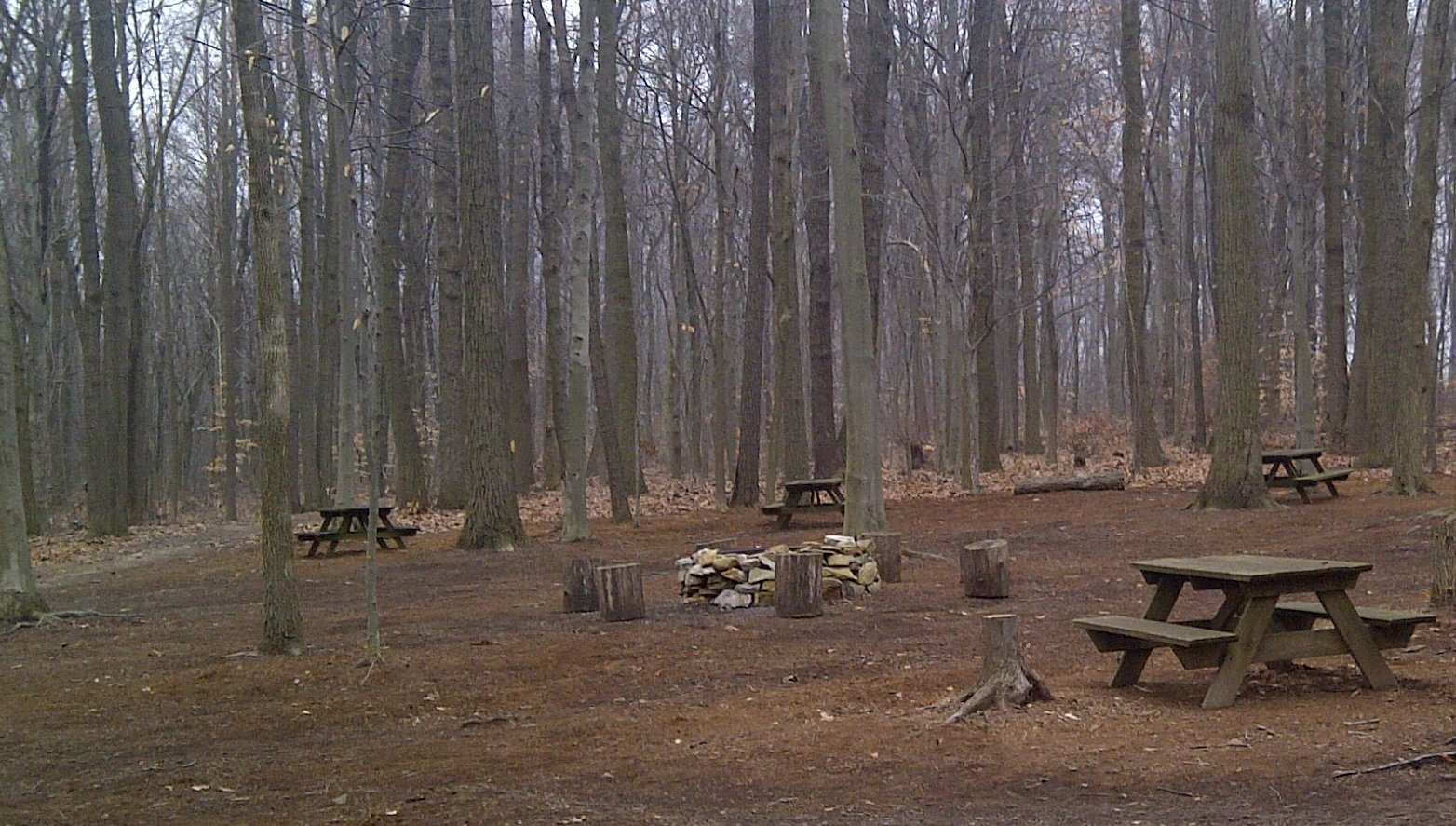 fire pit in woods.jpg