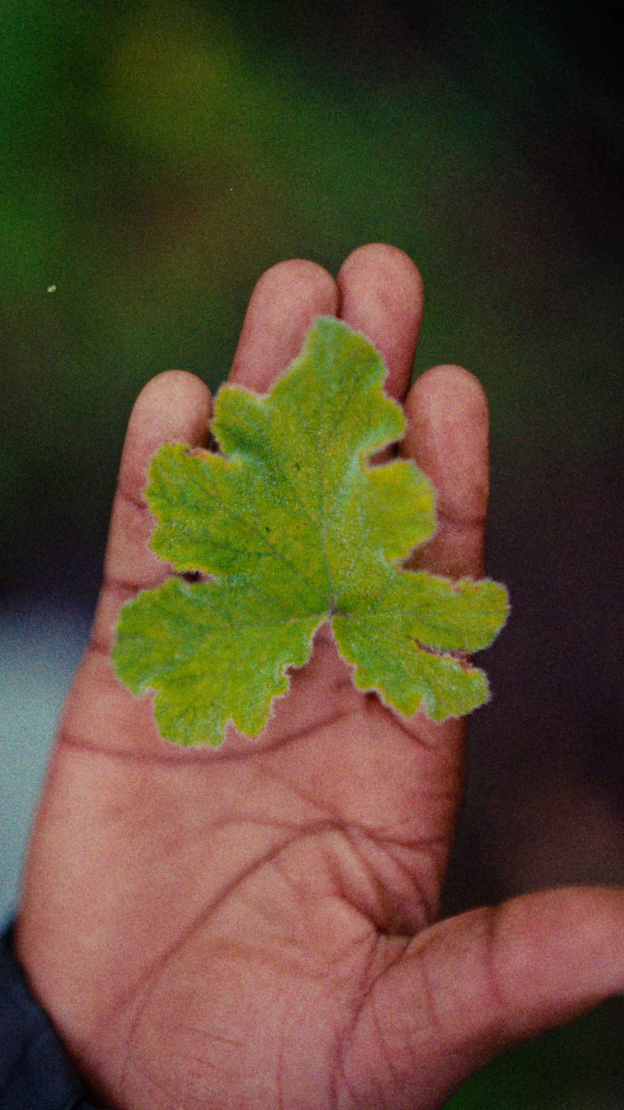 C8749.00_00_45_04.Still005.jpg