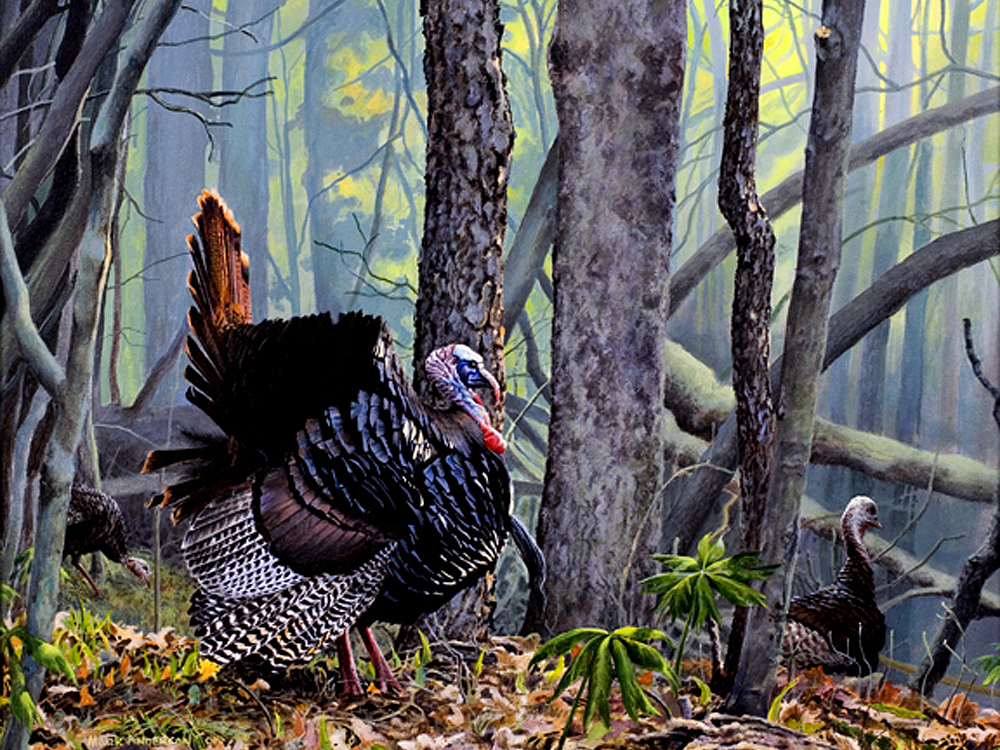 Spring Turkey Background Spring Wild Turkey Wallpaper