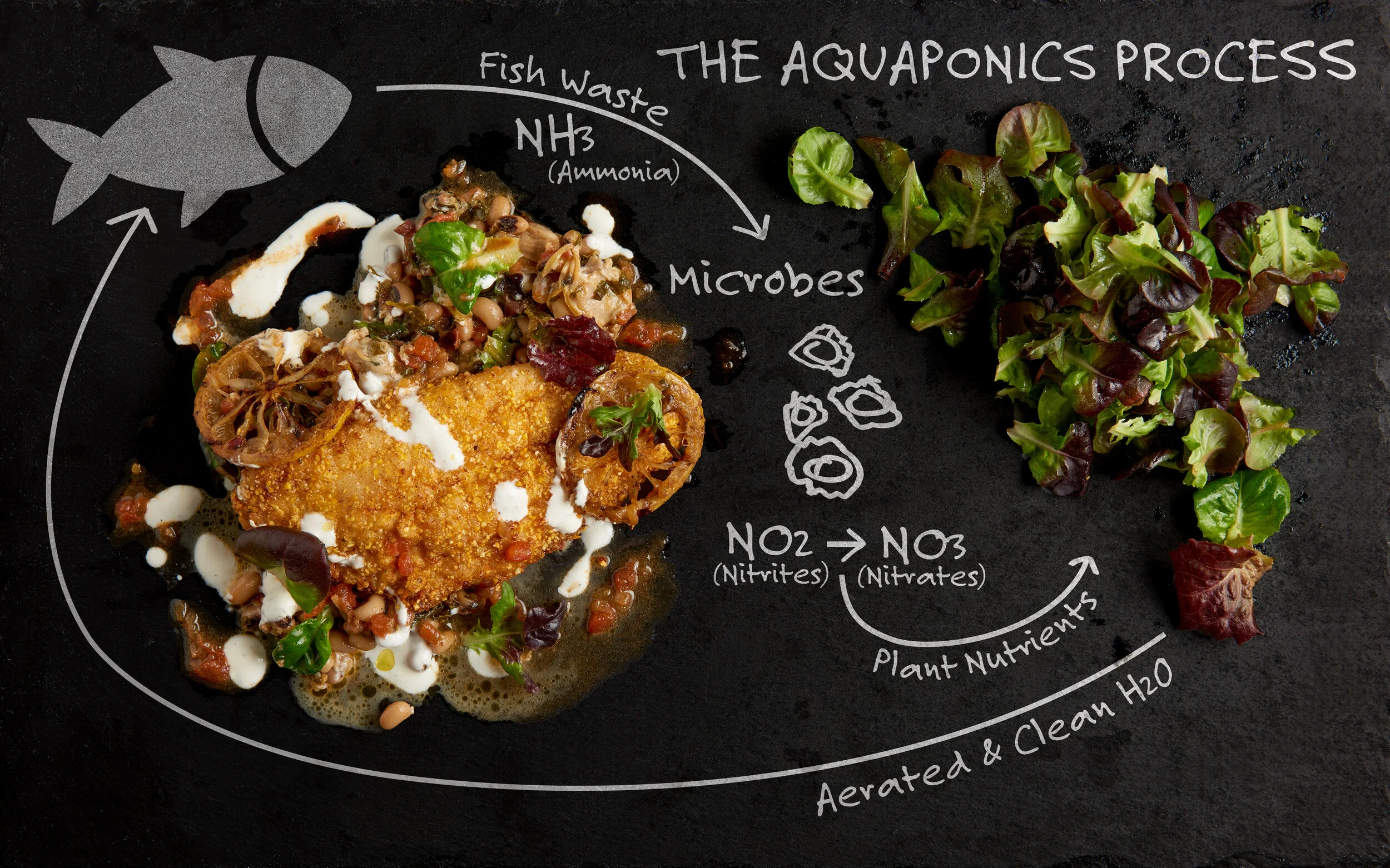 Catfish Dinner The Aquaponics Process-Edit2.jpg