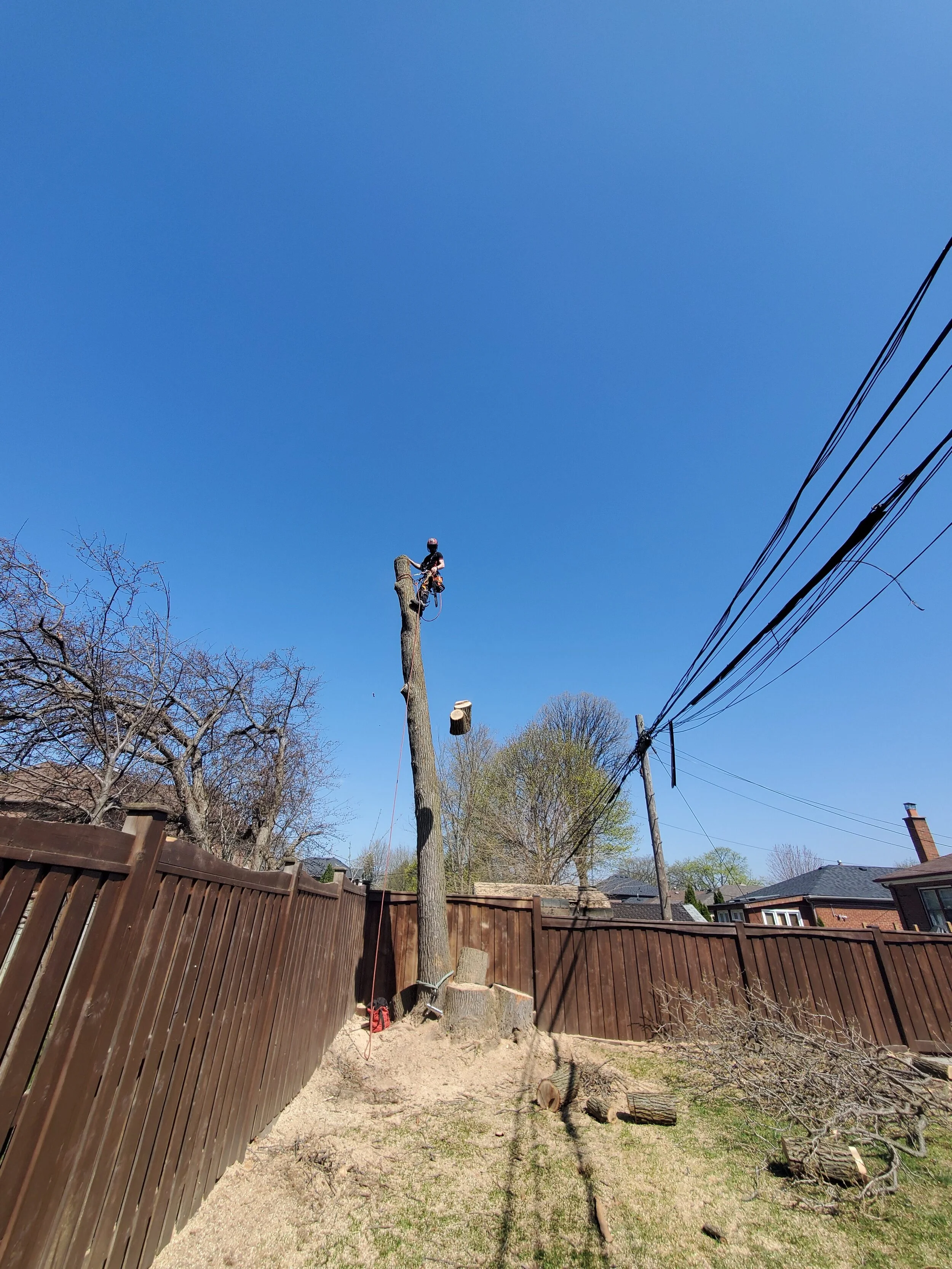 A worker in safety gear on top of a utility pole cutting or trimming tree branches in a residential backyard with a brown wooden fence, trees, and houses visible in the background.