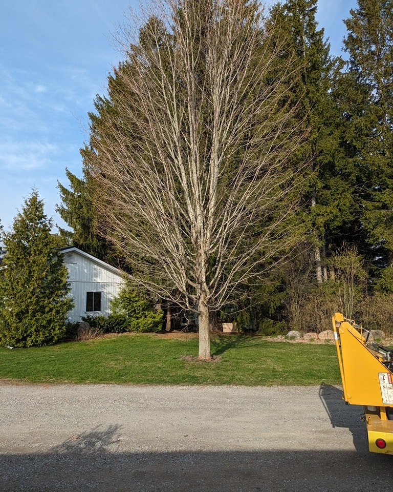 Before and after the structural prune for this beautiful Sugar Maple.

⭐What is a structural prune?⭐

A structural prune or structure prune is a type of pruning that an early to late stage juvenile tree would receive in order to promote a proper stru