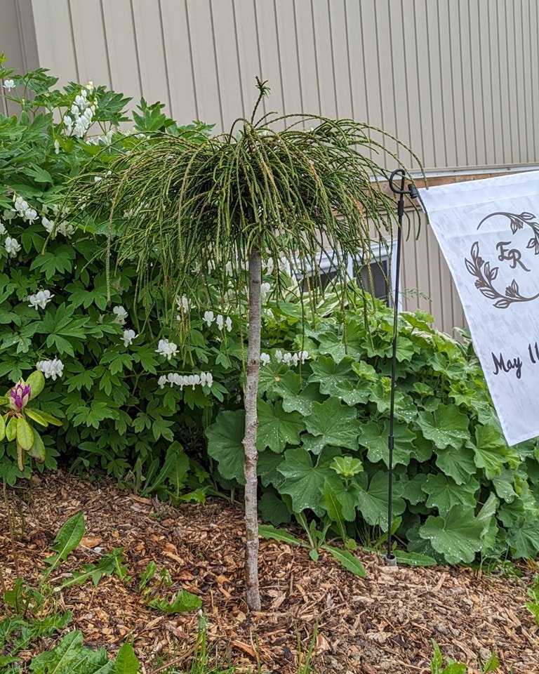 Spring is Prime Time for Tree Planting! 🌳🌱
Thinking about adding trees to your landscape? Spring is the best time to plant!

Planting at the start of the growing season helps your trees:

✅ Establish roots before summer heat hits ☀️
✅ Absorb spring