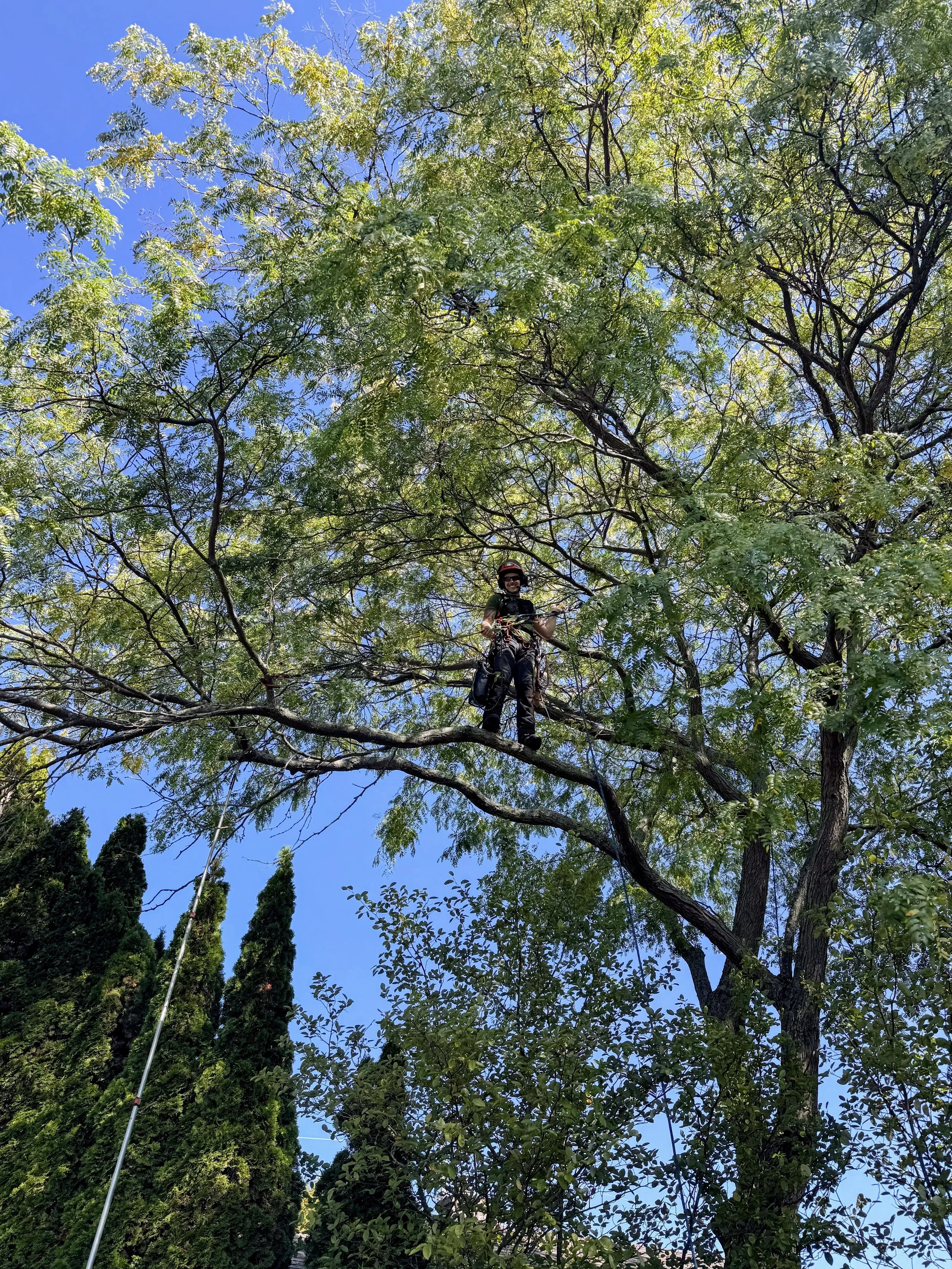 Arborist standing on a tree branch high in a large tree with green leaves, blue sky in the background.