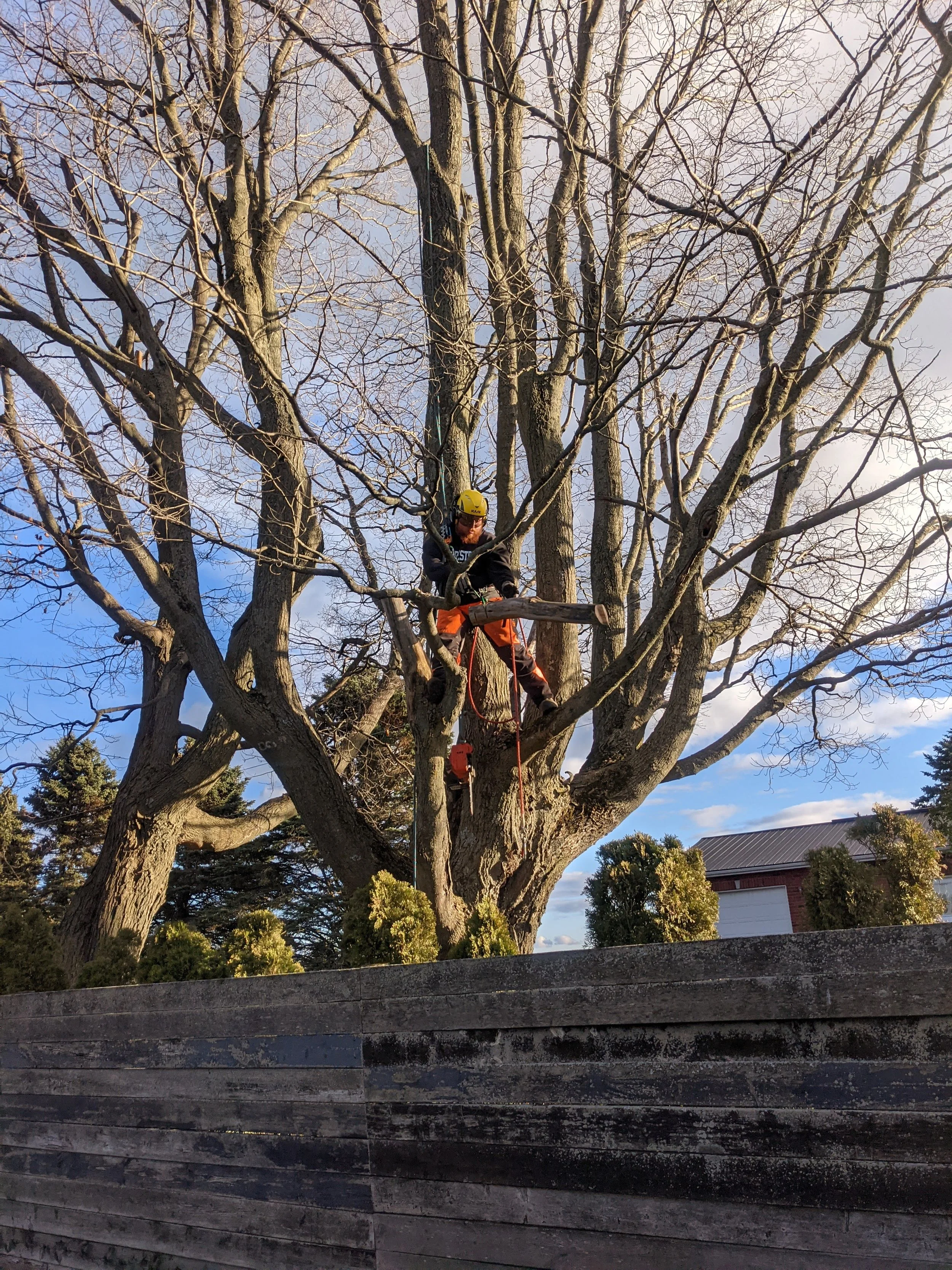 A person wearing a yellow safety helmet and orange safety harness climbing a large, leafless tree, secured with ropes and climbing gear, in a residential area during daytime.