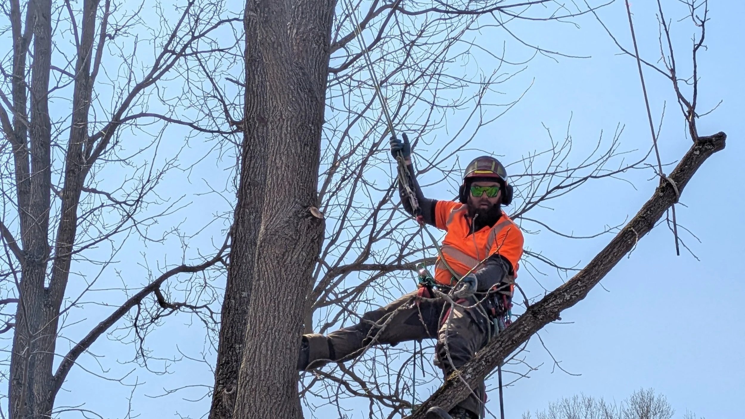 A person wearing safety gear, including a helmet and sunglasses, is trimming or cutting branches from a large tree with a chainsaw while high in the tree during the daytime.
