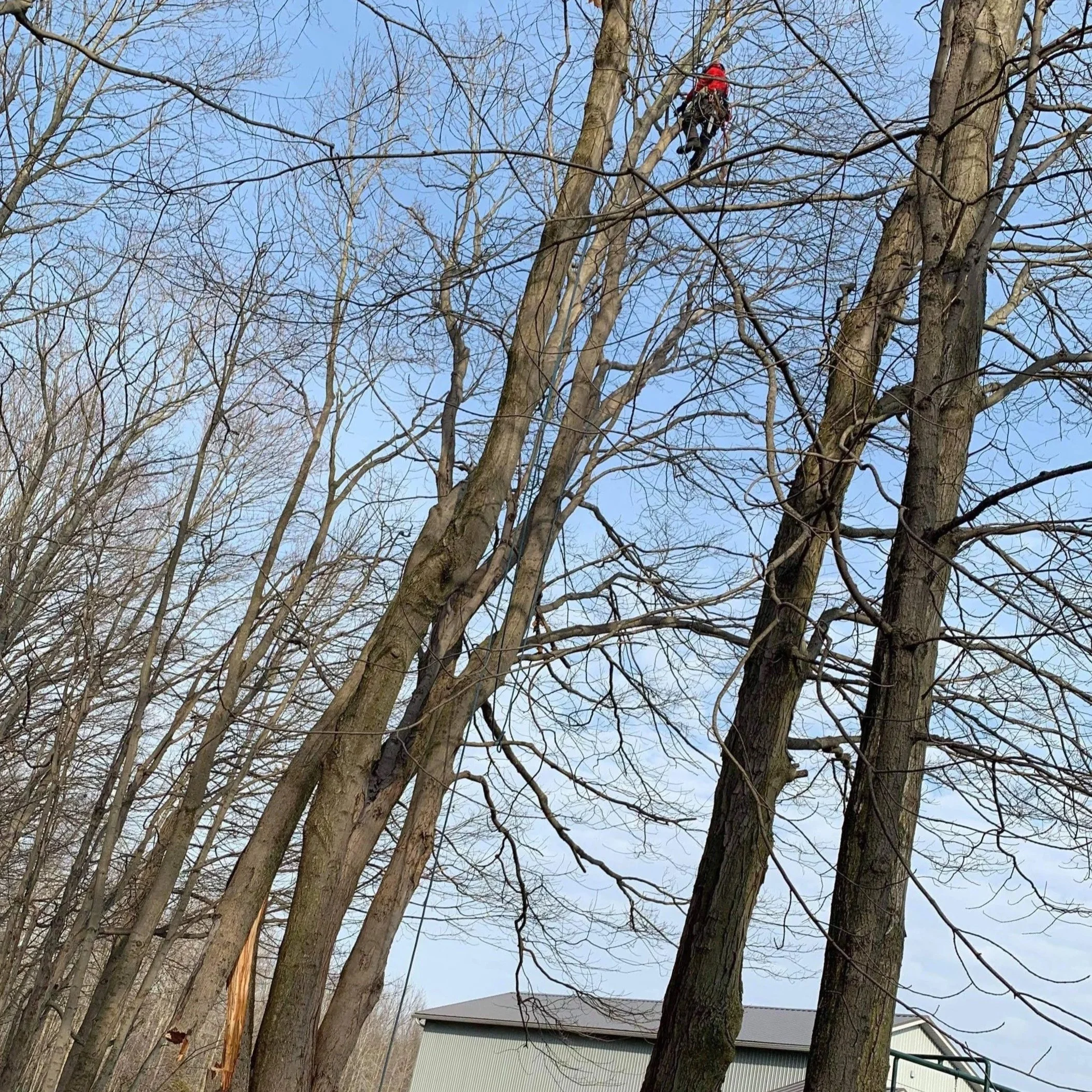 A person wearing red clothing and a safety harness climbing a tall, broken, leafless tree.