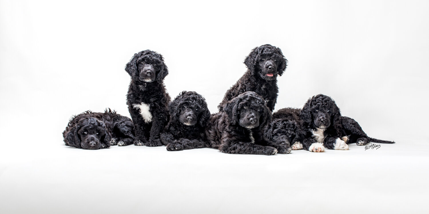 yare-portuguese-water-dog-puppies-dallas_5115-Edit02.jpg