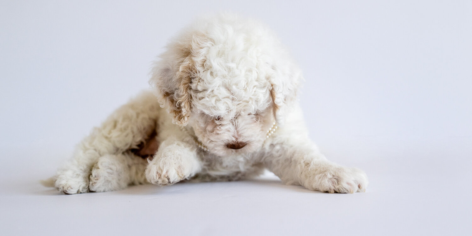 white-yare-lagotto-romagnolo-puppy-09294-edit01.jpg