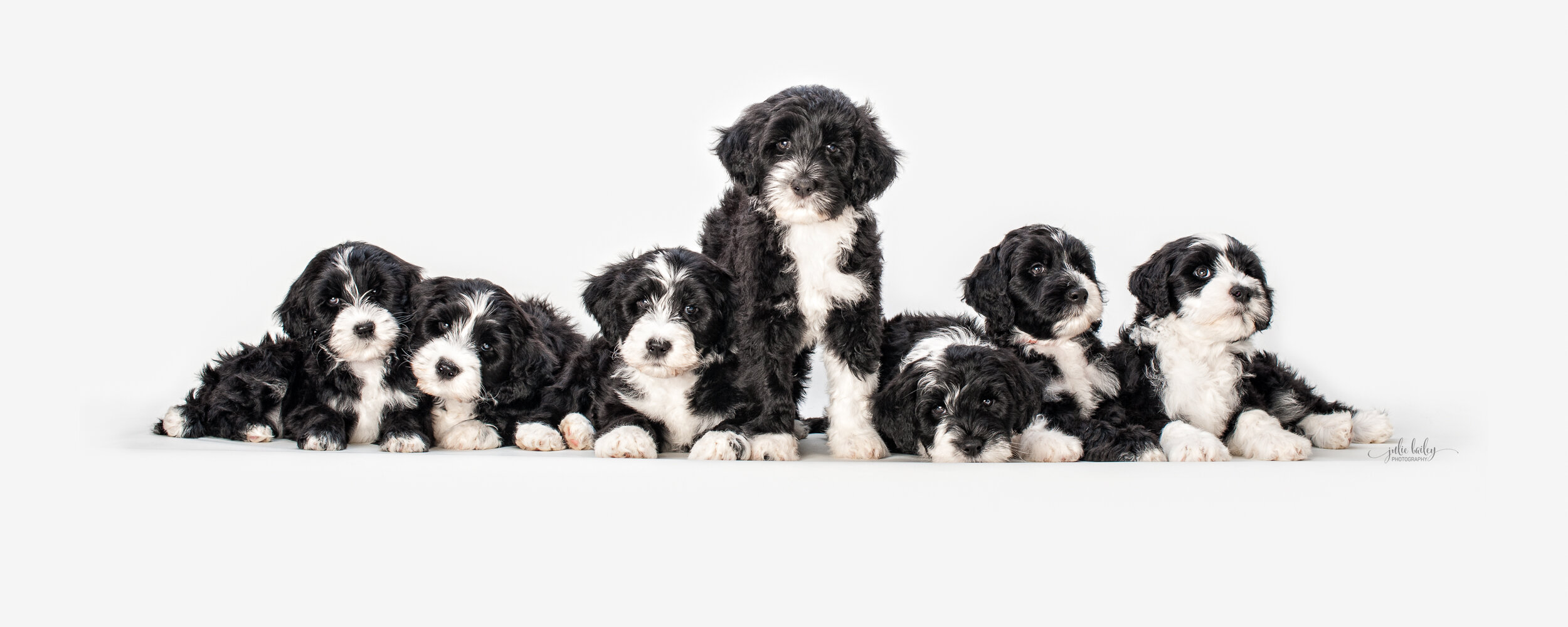 yare-portuguese-water-dog-litter_0025.jpg