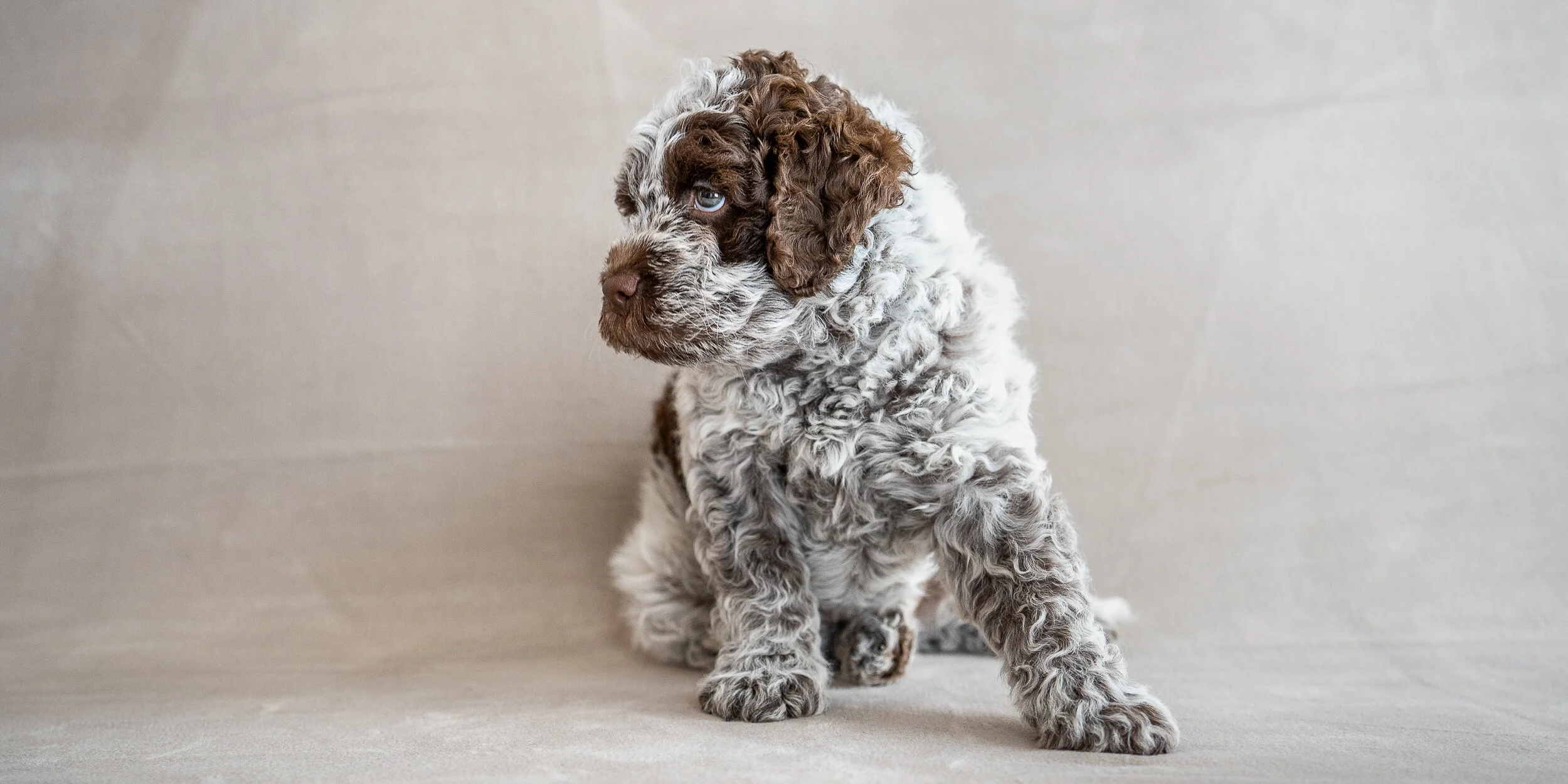 lagotto puppies