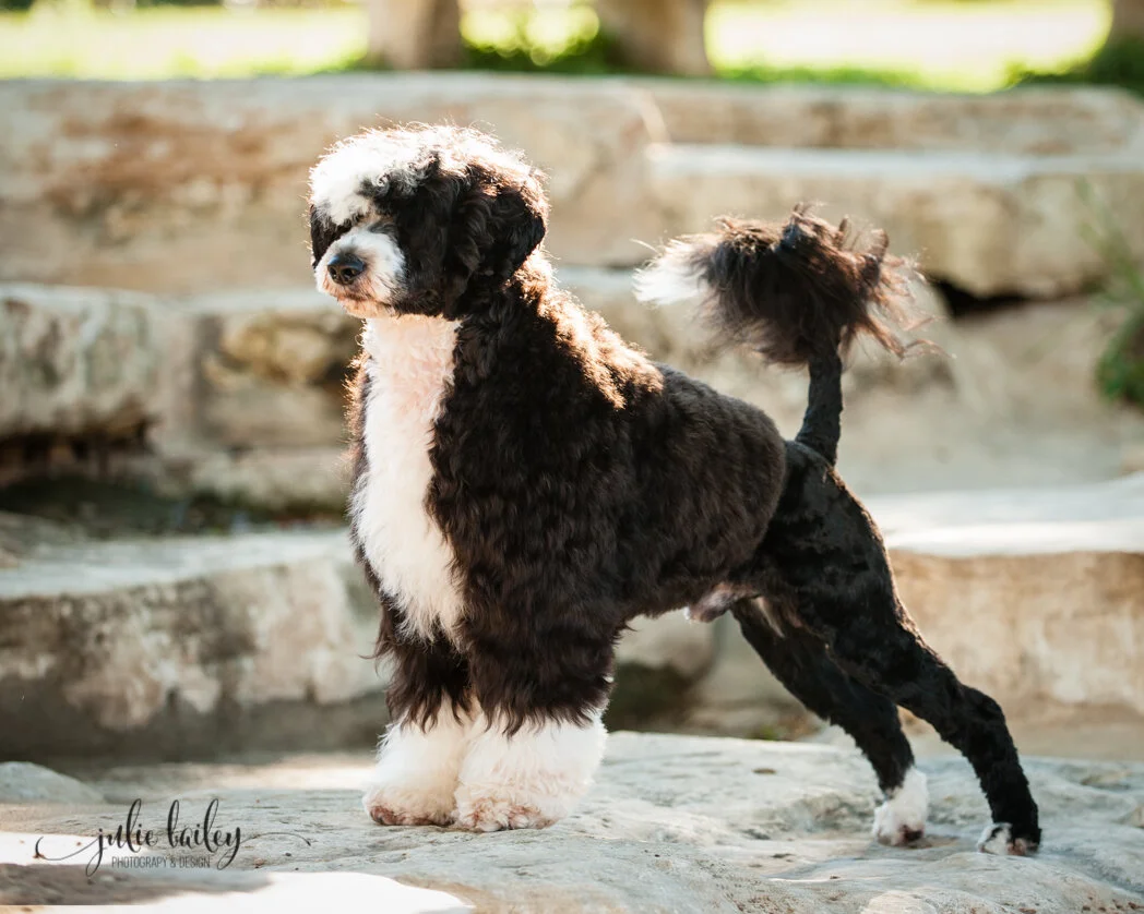 Dog Breed Portuguese Water Dogs For Adoption Africa Portuguese