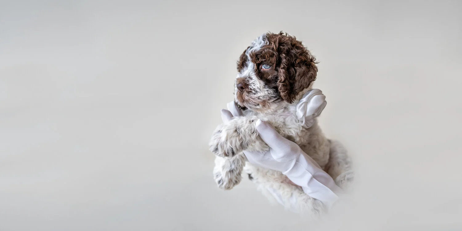 yare-lagotto-romagnolo-puppy-white-gloves-6-weeks-paloma-00083-edit02-3.jpg