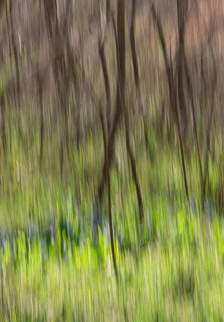ODonnell_Karen_Bluebell_Forest.jpeg
