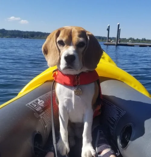 Team 1 — Flying Ace Dog Training