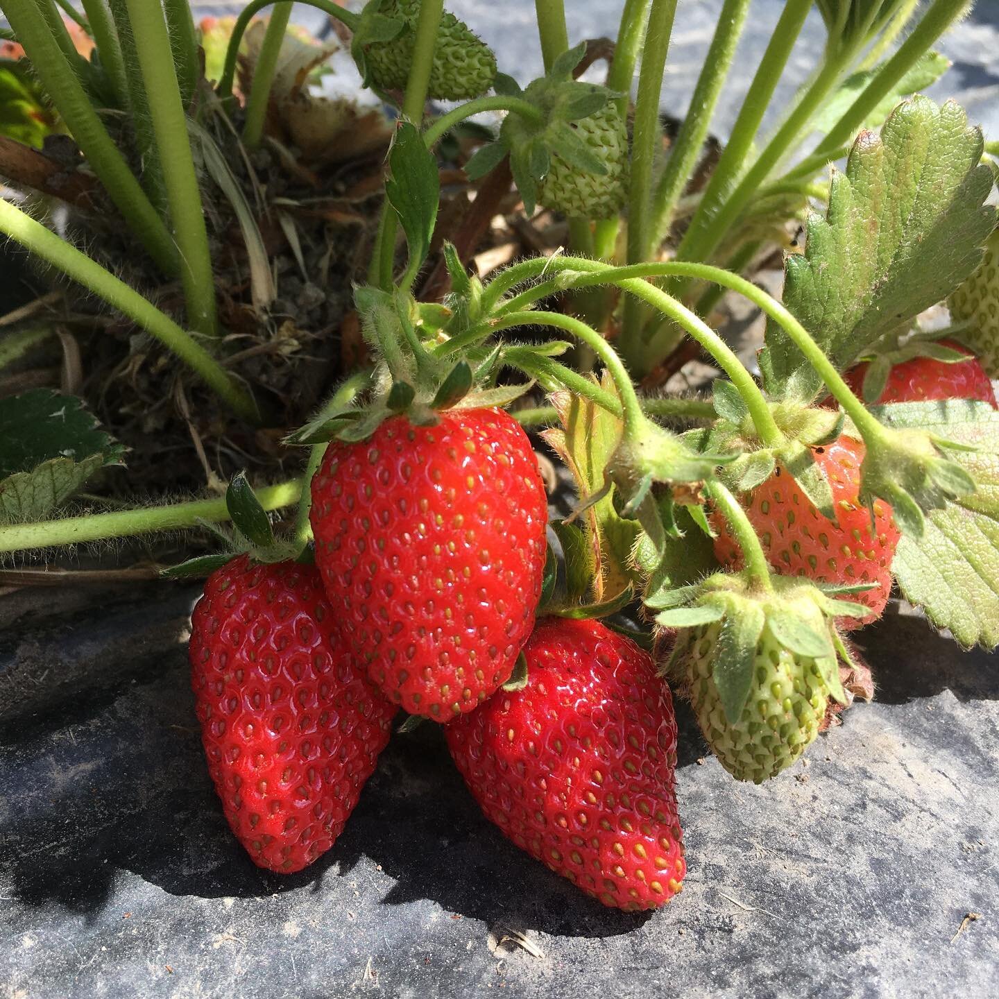 We have been radio silent for a while, but the farm is in full motion! Here are a few snapshots of what&rsquo;s growing. And yes, I took that photo of delicious ripe strawberries this morning! They will be available at the first @pembyfarmersmarket J