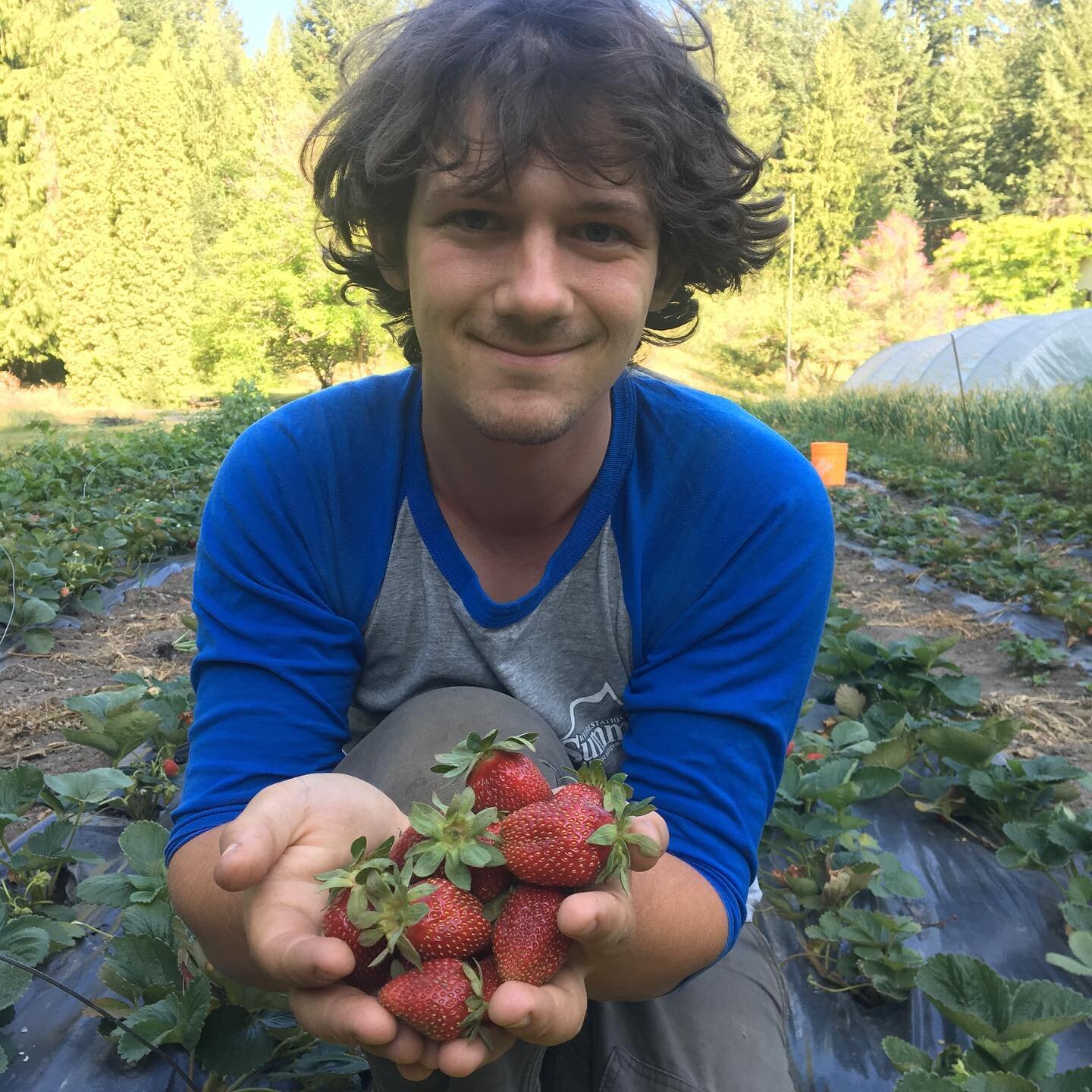 Strawberries are back in business! They are big, juicy and sweet and we&rsquo;ll have them tomorrow at the @pembyfarmersmarket alongside our cherries, which are at peak ripeness right now! We&rsquo;ll also have other favourites such as sugar snap pea