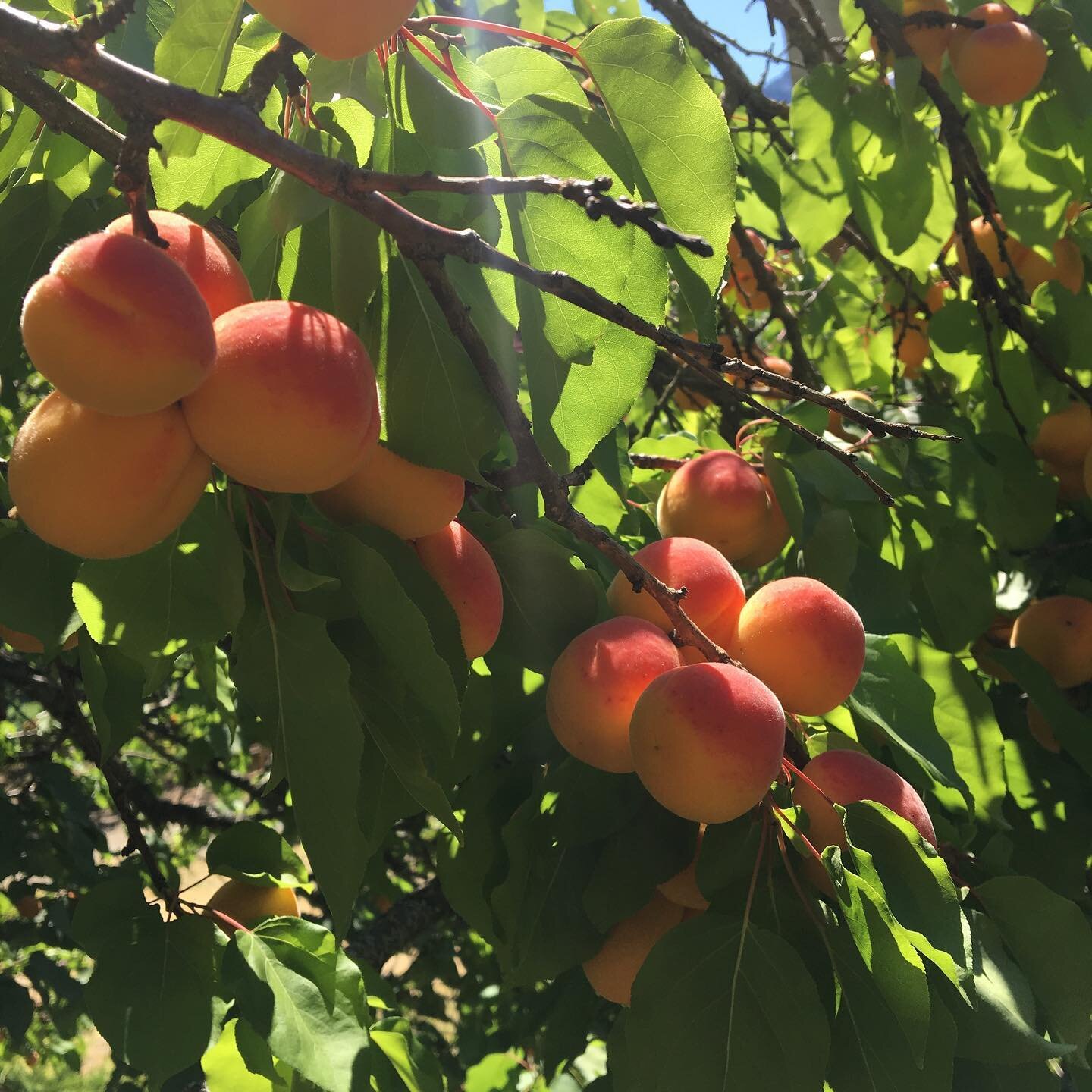 We&rsquo;ll have apricots at the @pembyfarmersmarket this Friday! This will be only week we have them so make sure you don&rsquo;t miss out. 
&bull;
&bull;
&bull;
#apricots #fruit #orchard #certifiedorganic #devine #pemberton #organic #eatinseason #s