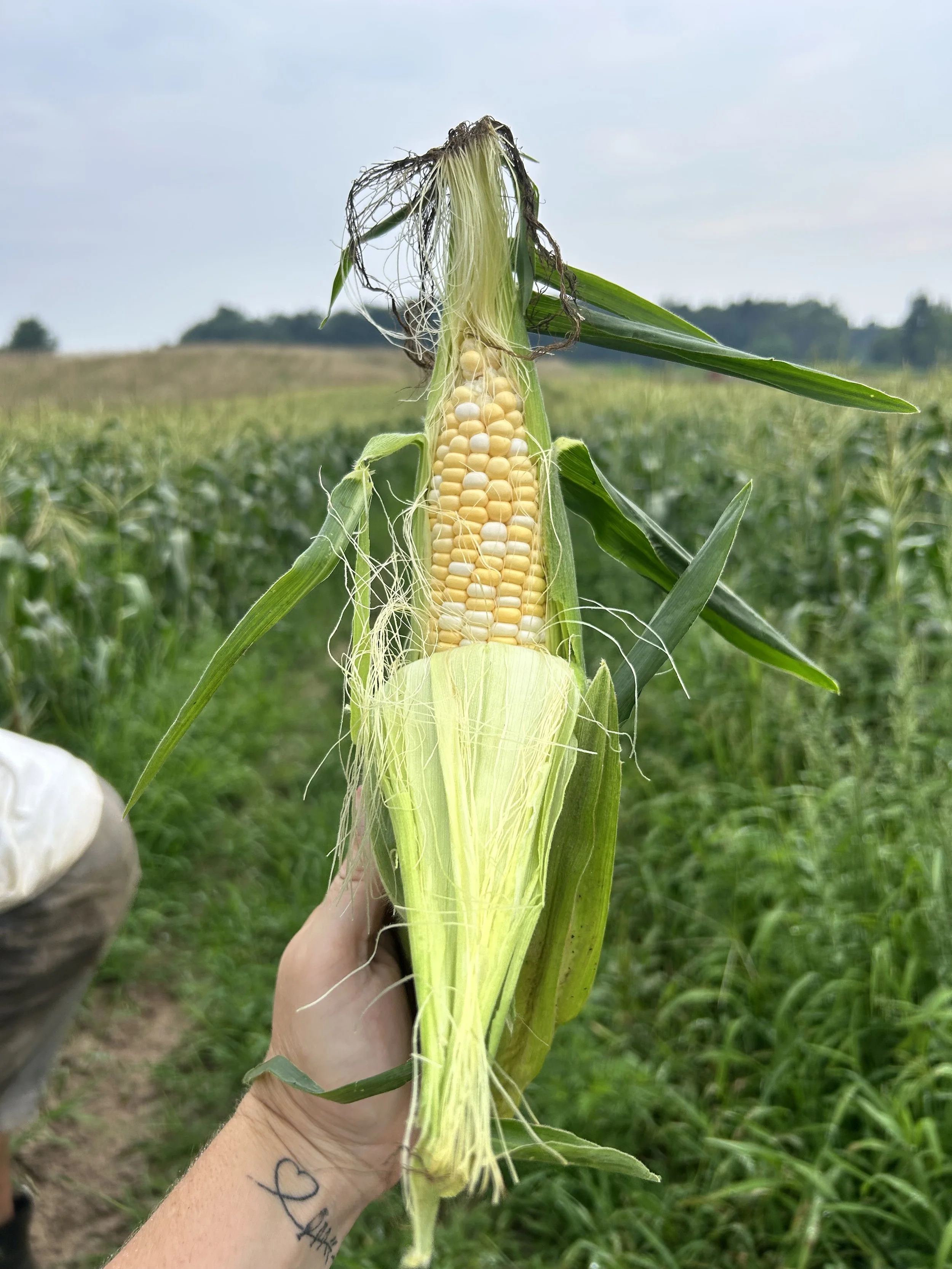 Partially husked sweet corn with a corn field in the background