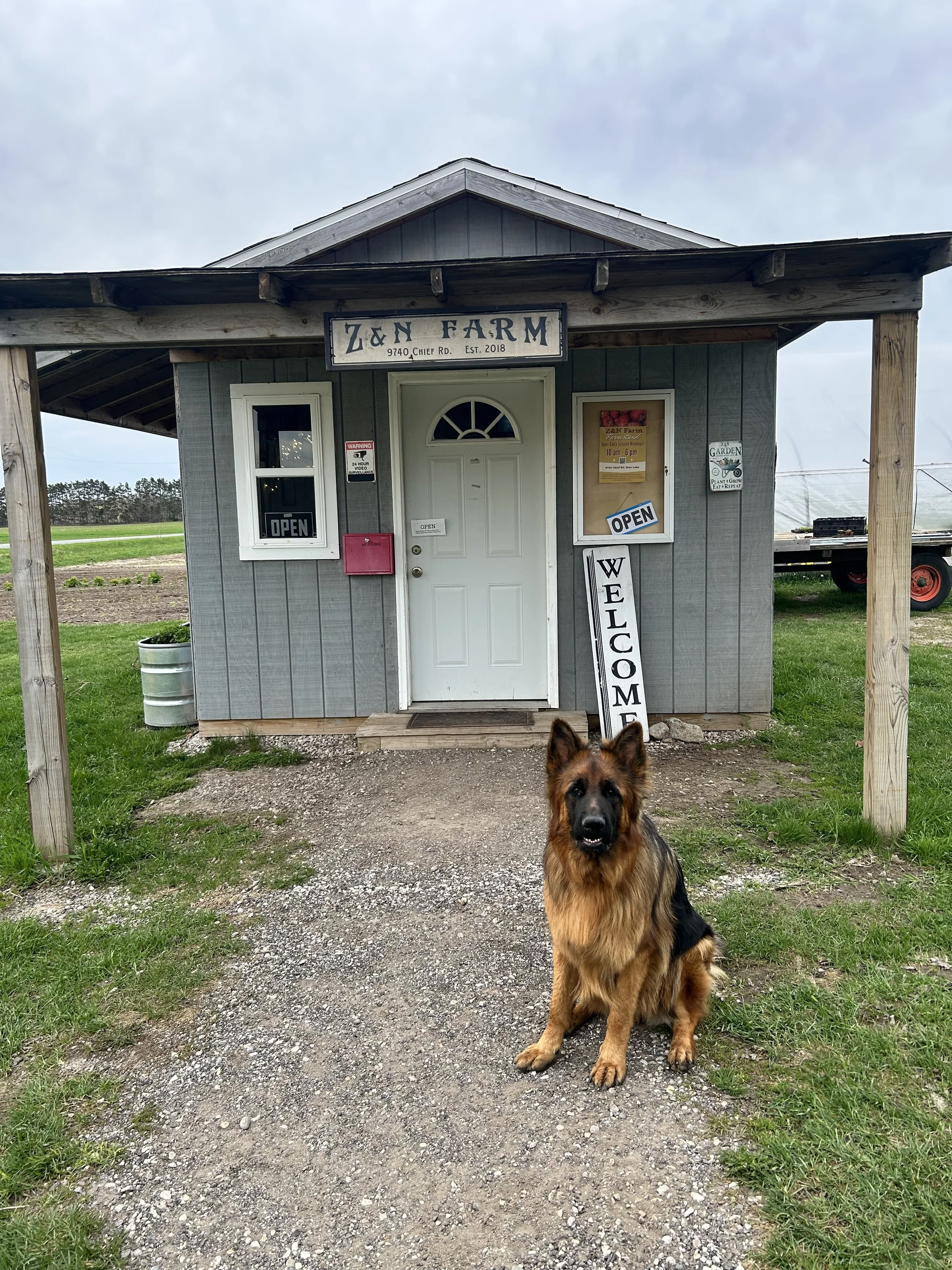 A dog sitting in front of the Z&N farm stand